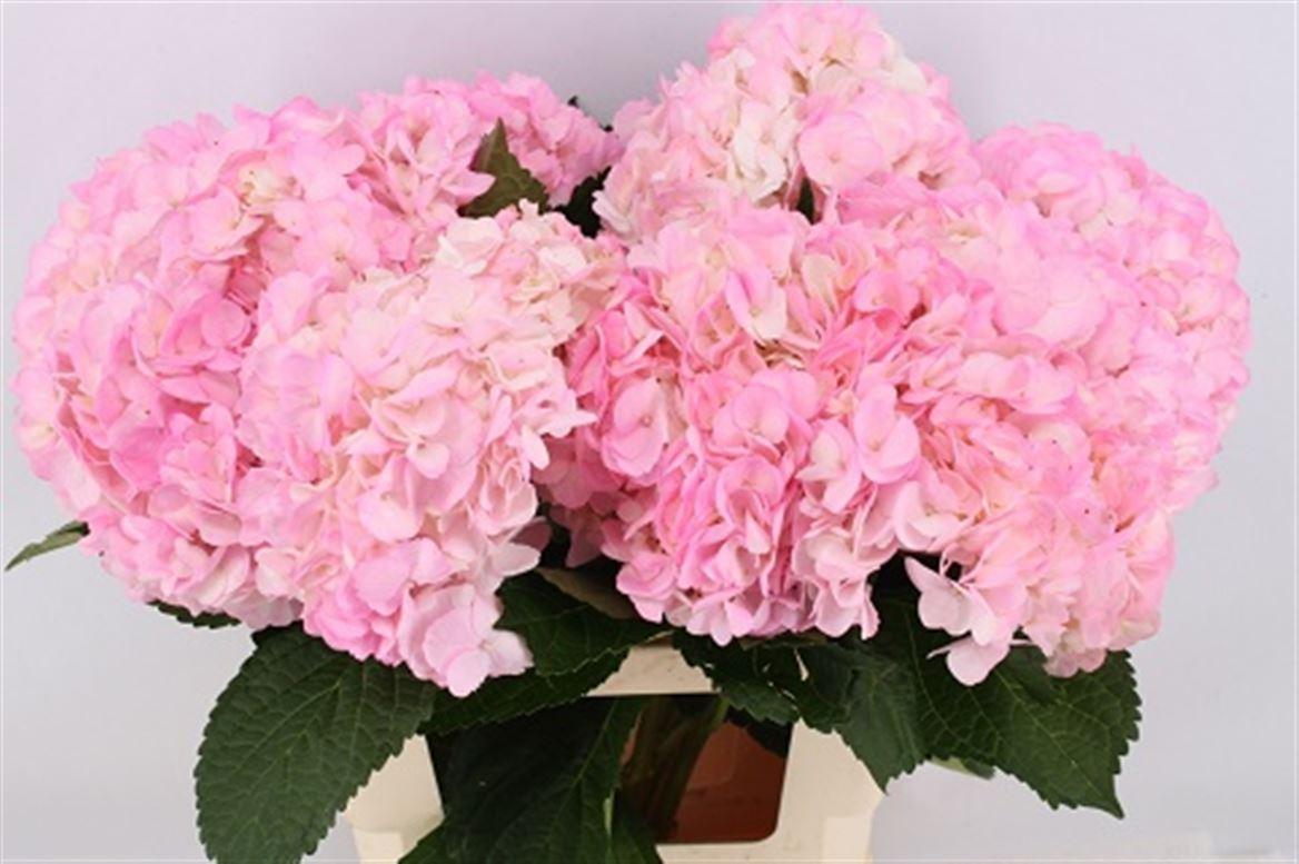 Hydr M Light Pink Tint 65cm
