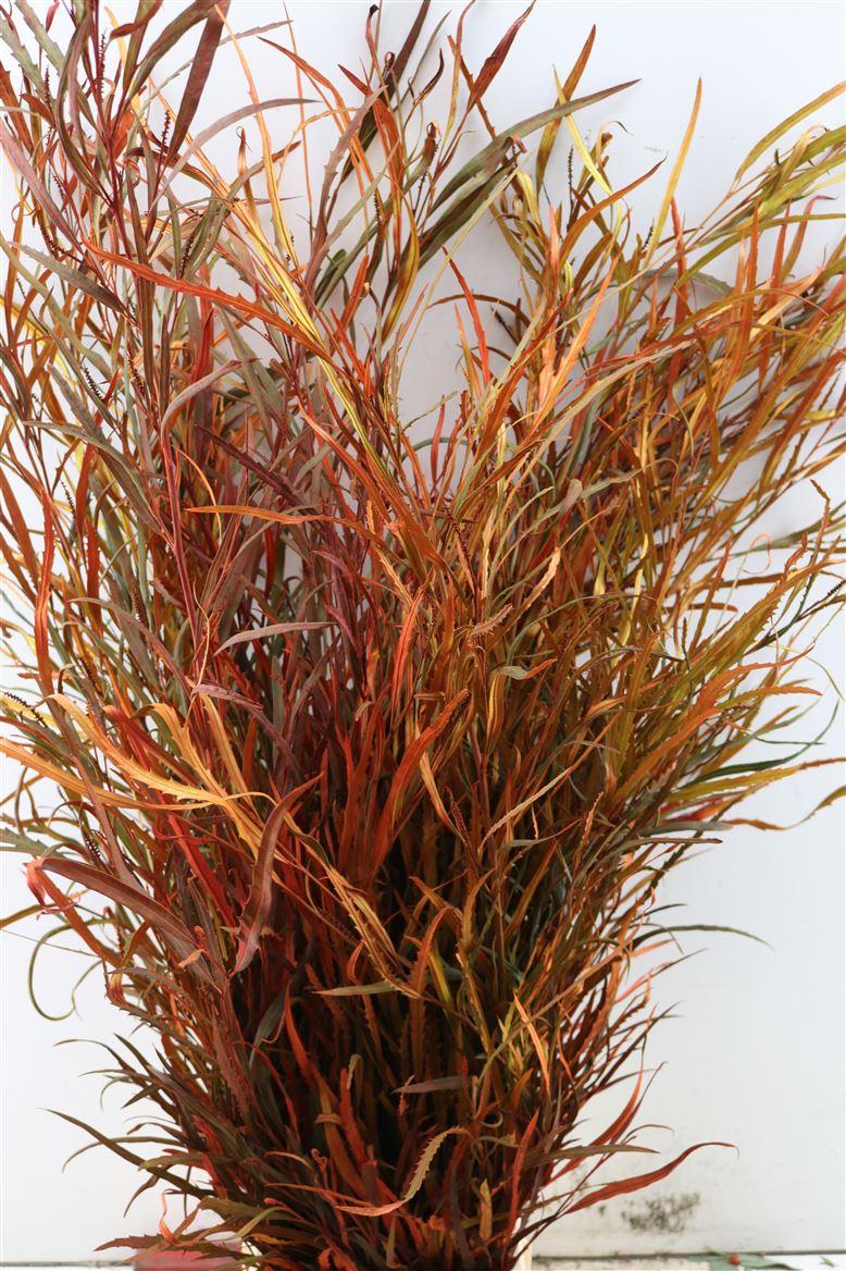 Grevillea De Luxe P Bunch