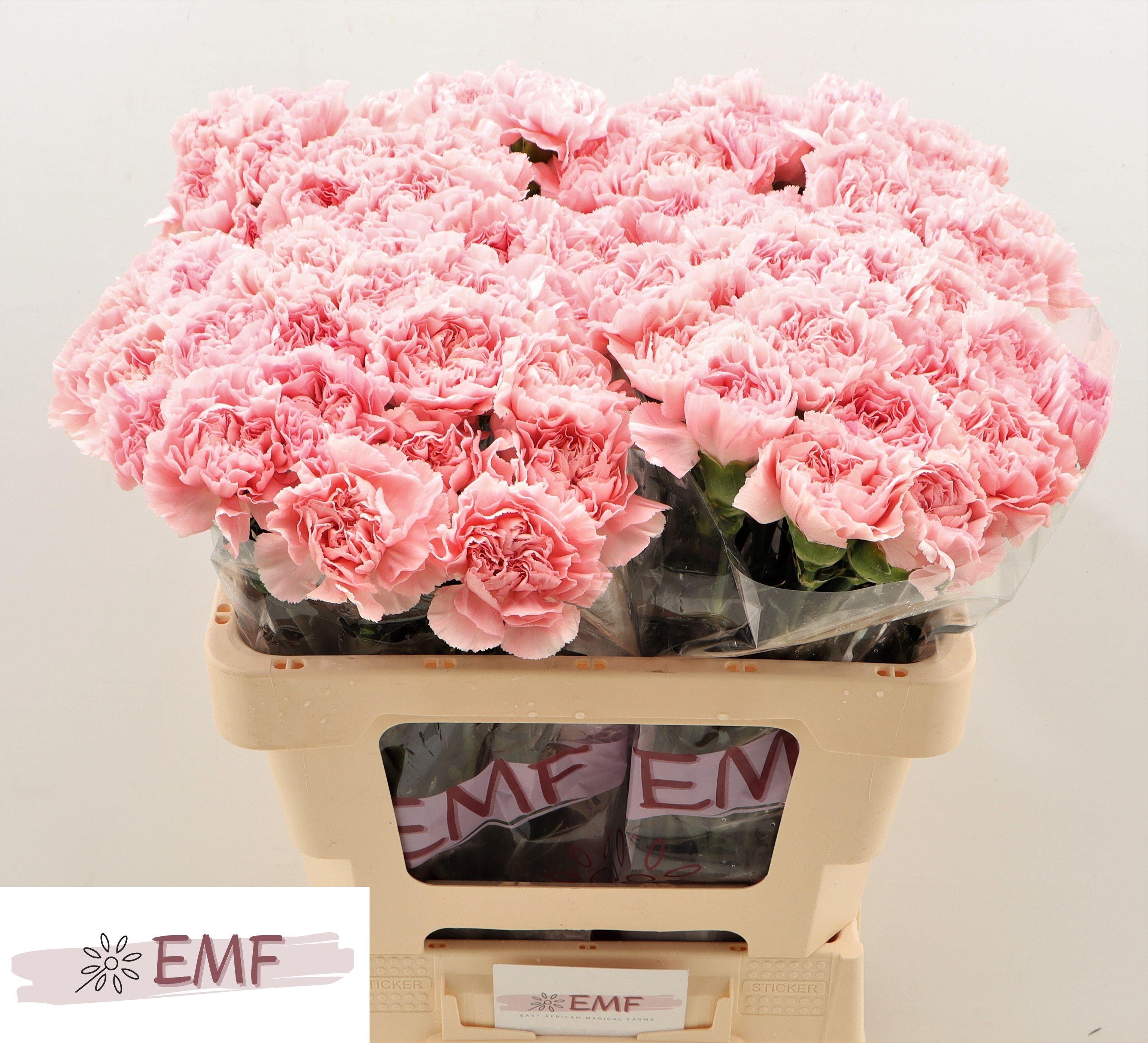 Dianthus St Pink Montezuma 50cm