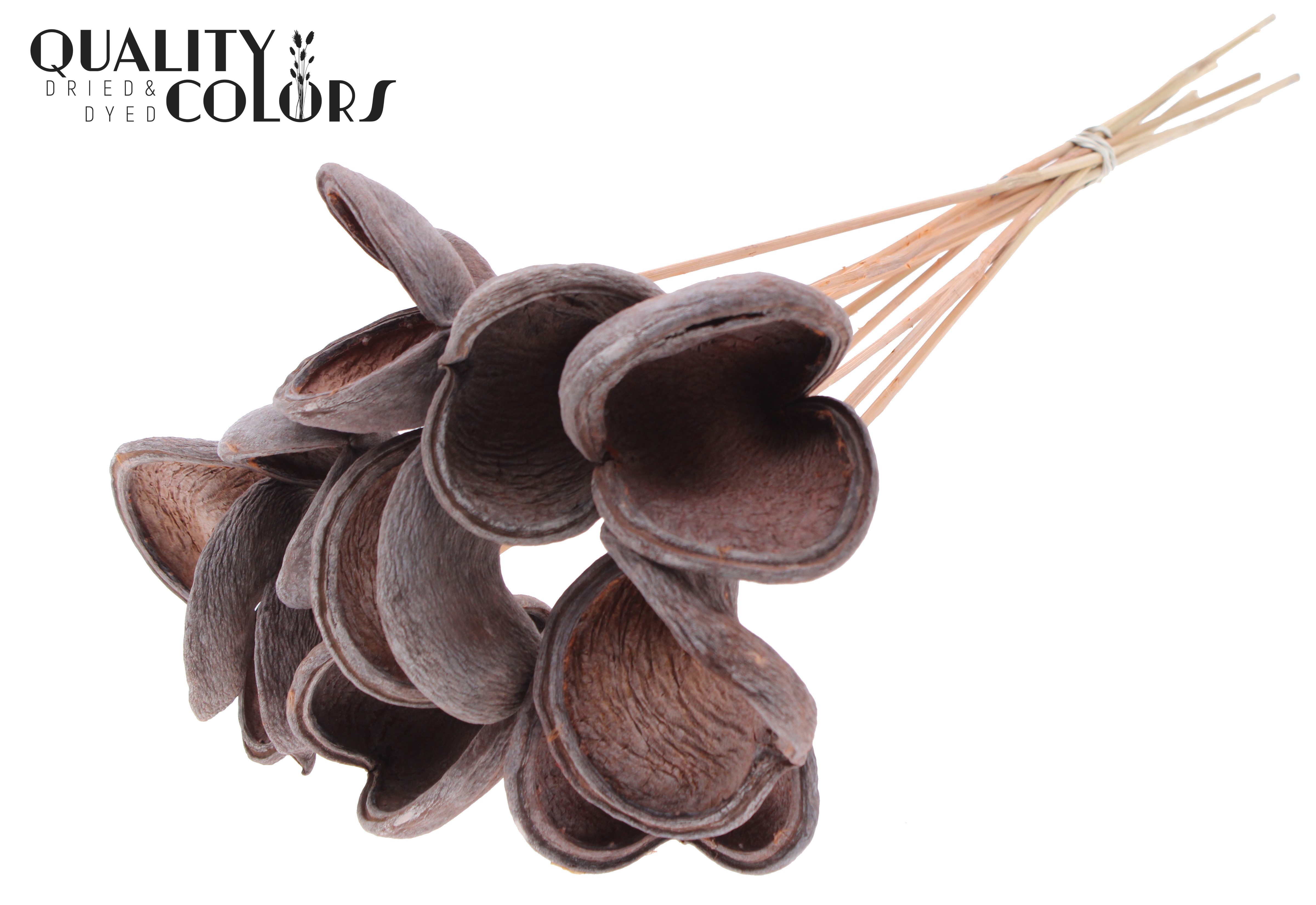 Badam Frosted Salmon 50cm