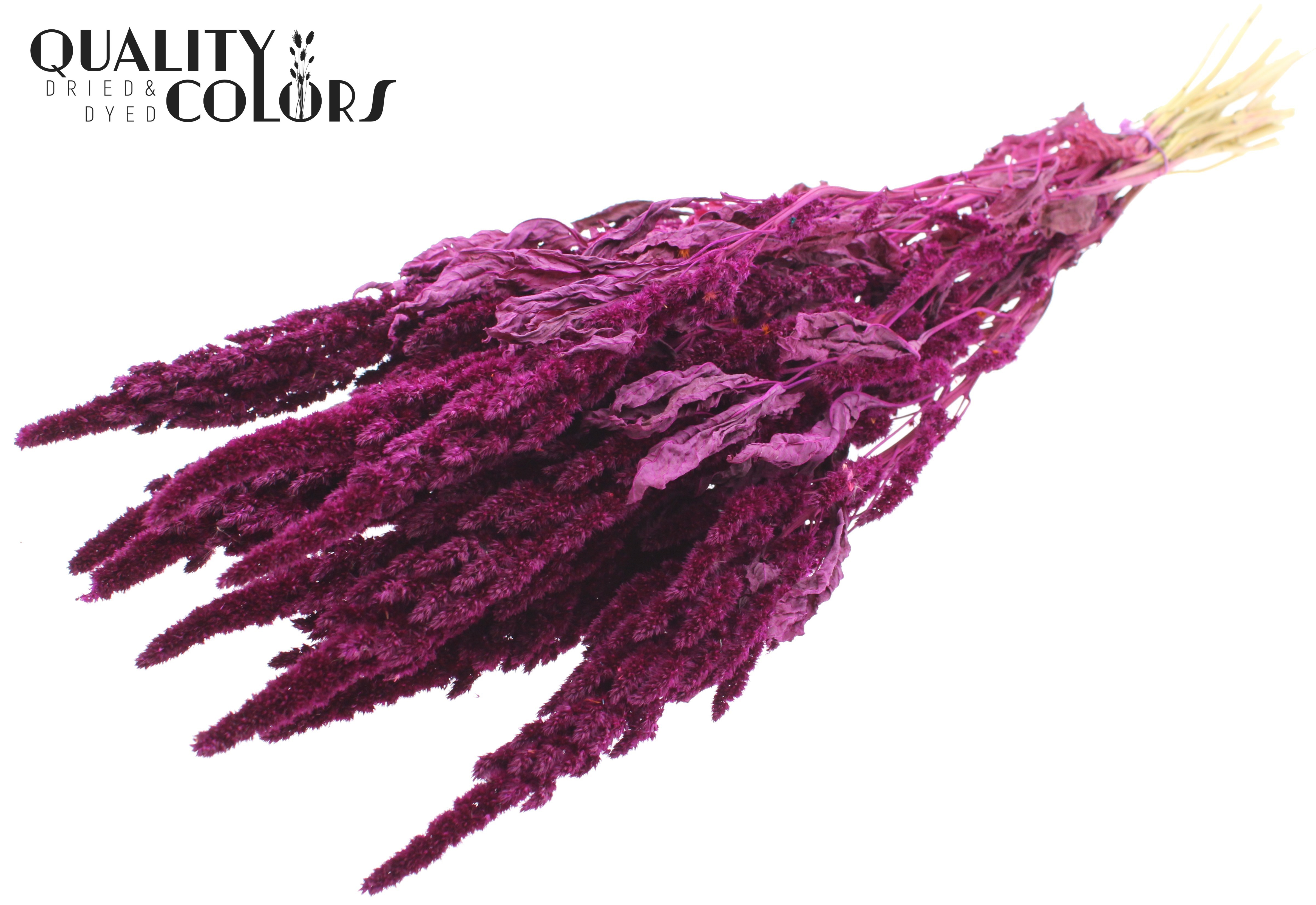 Amaranthus Lilac Per Bunch 60cm