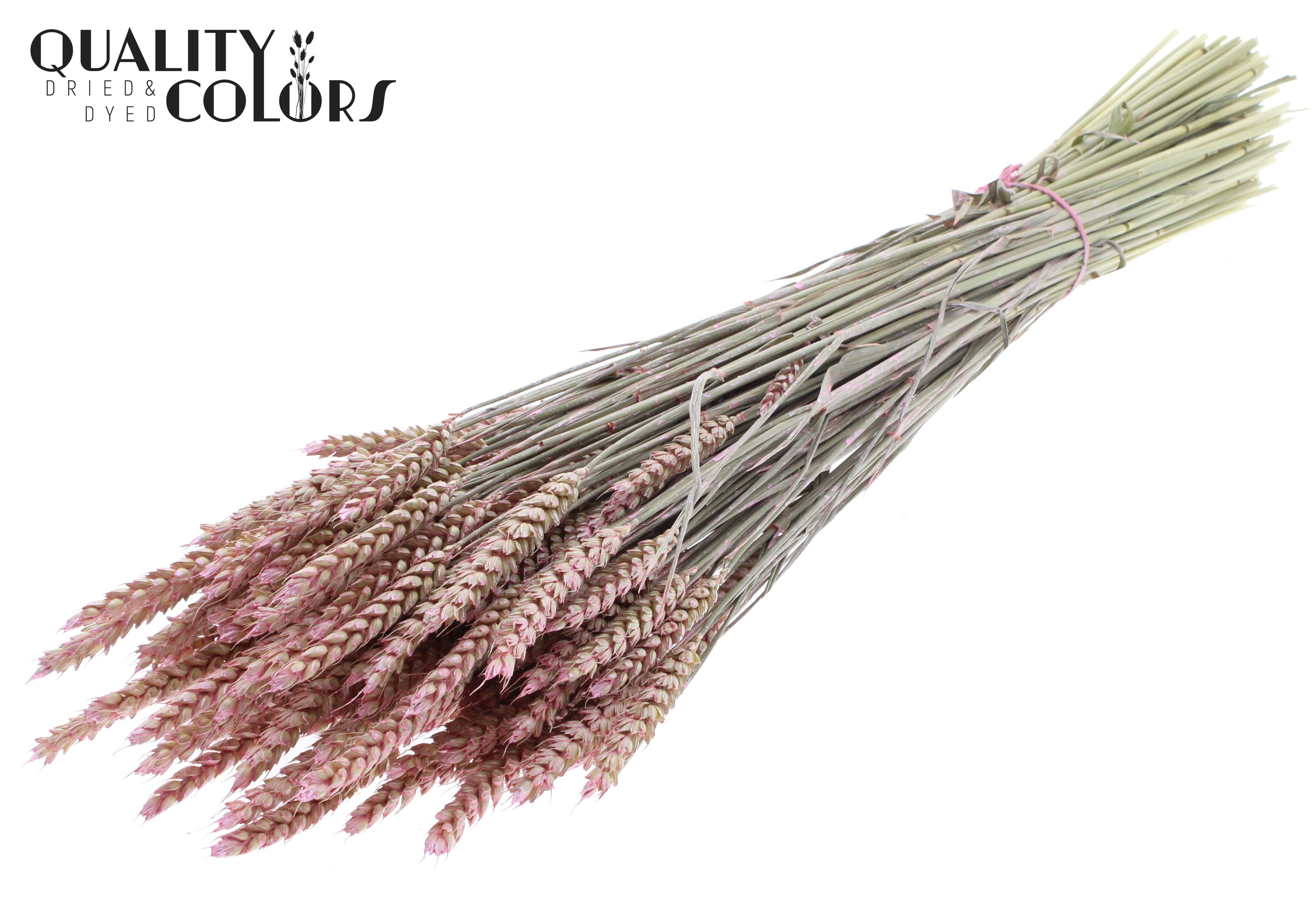 Triticum Pearl Pink Per Bunch 60cm