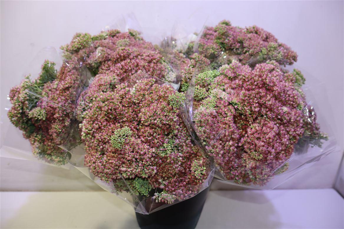Sedum Spectabile X5