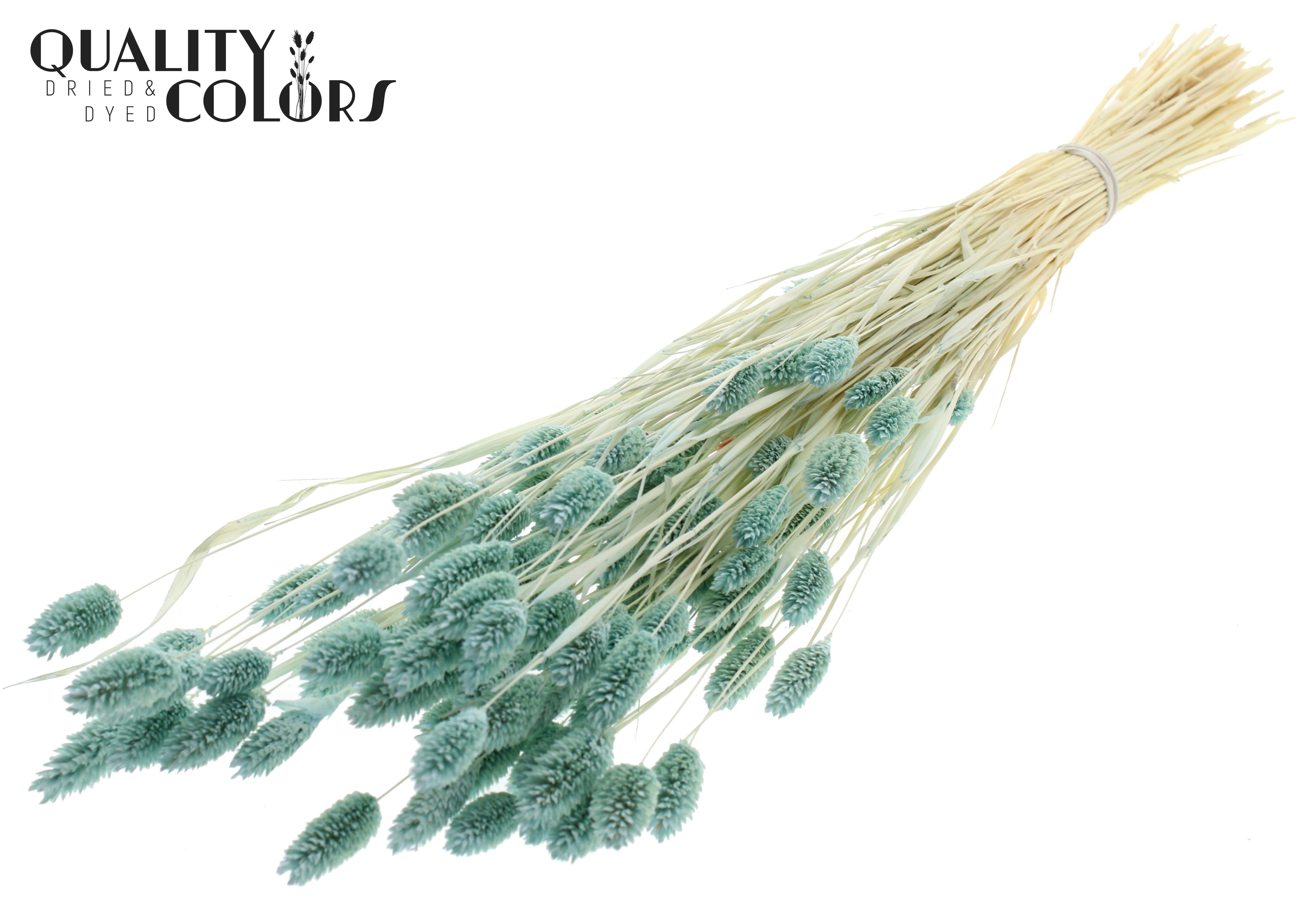 Phalaris Intense Light Blue Per Bunch 70cm 220gr.