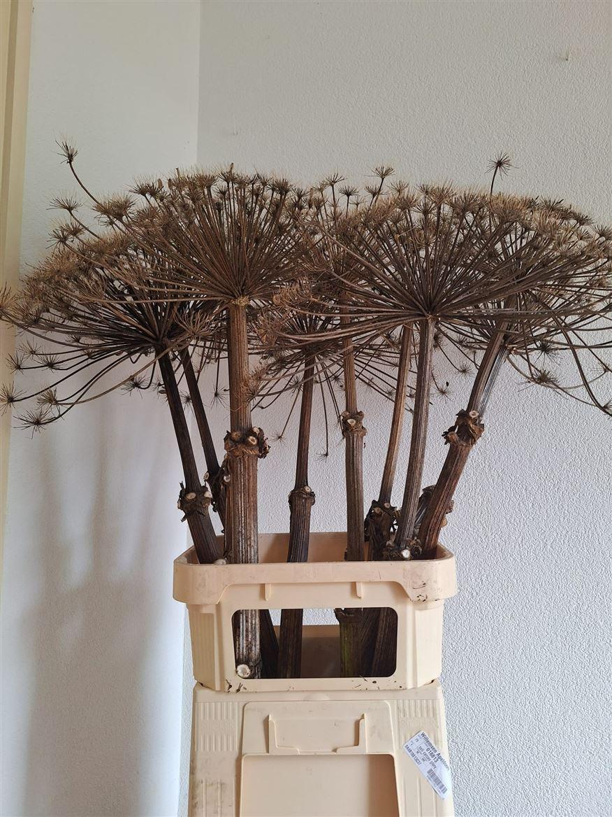 Dried Berenklauw 120cm P. Stem