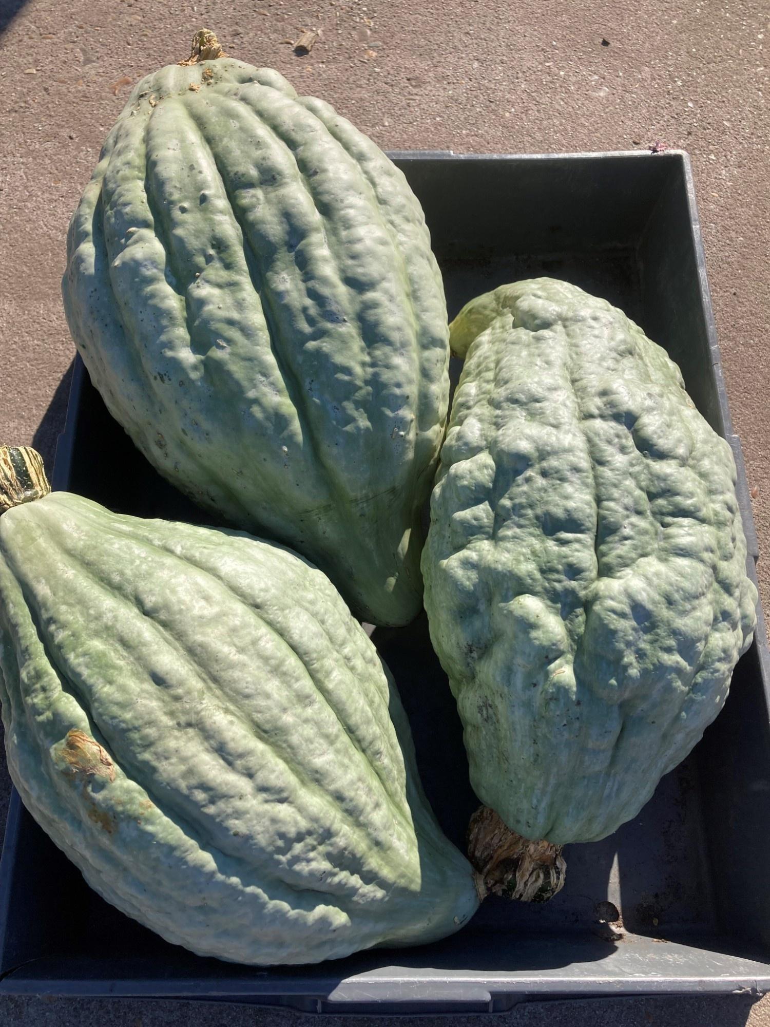 . Cucurbita Pepo