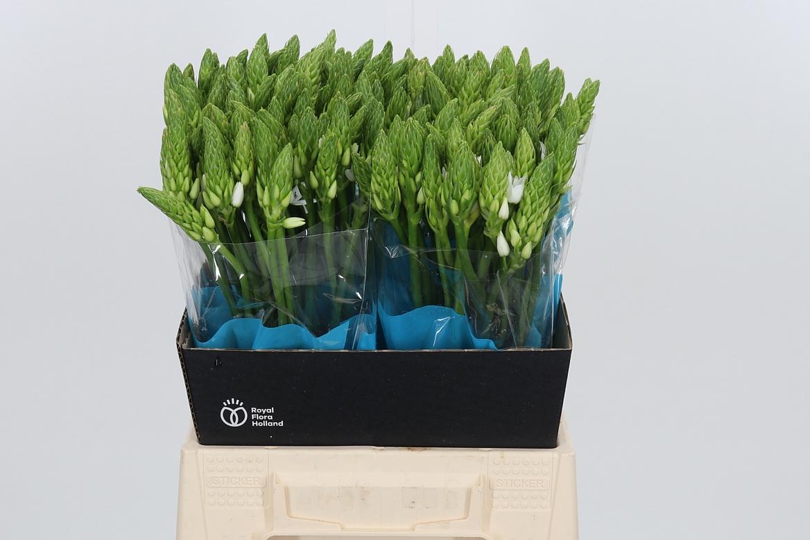Ornithogalum T Mount Fuji