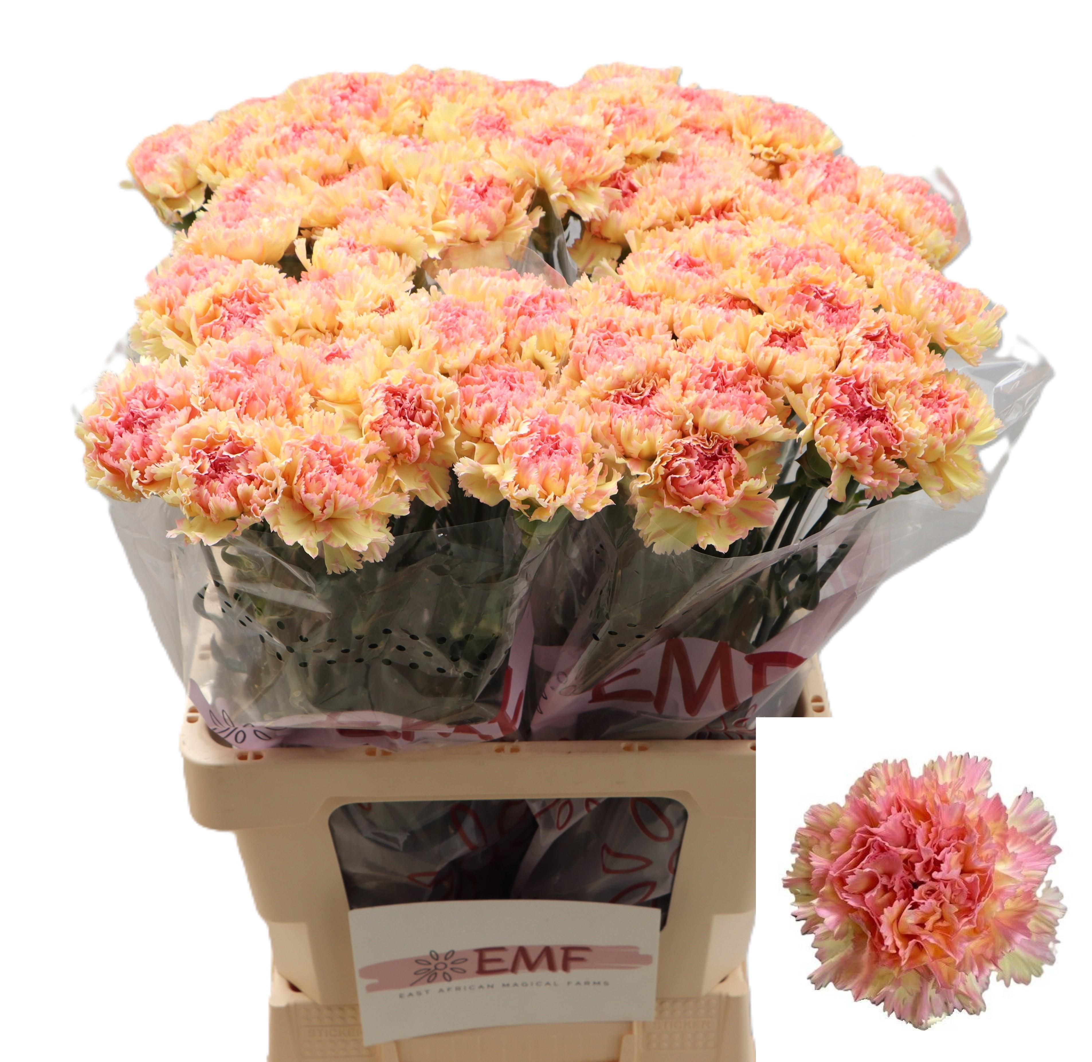 Dianthus Single Activa 65cm