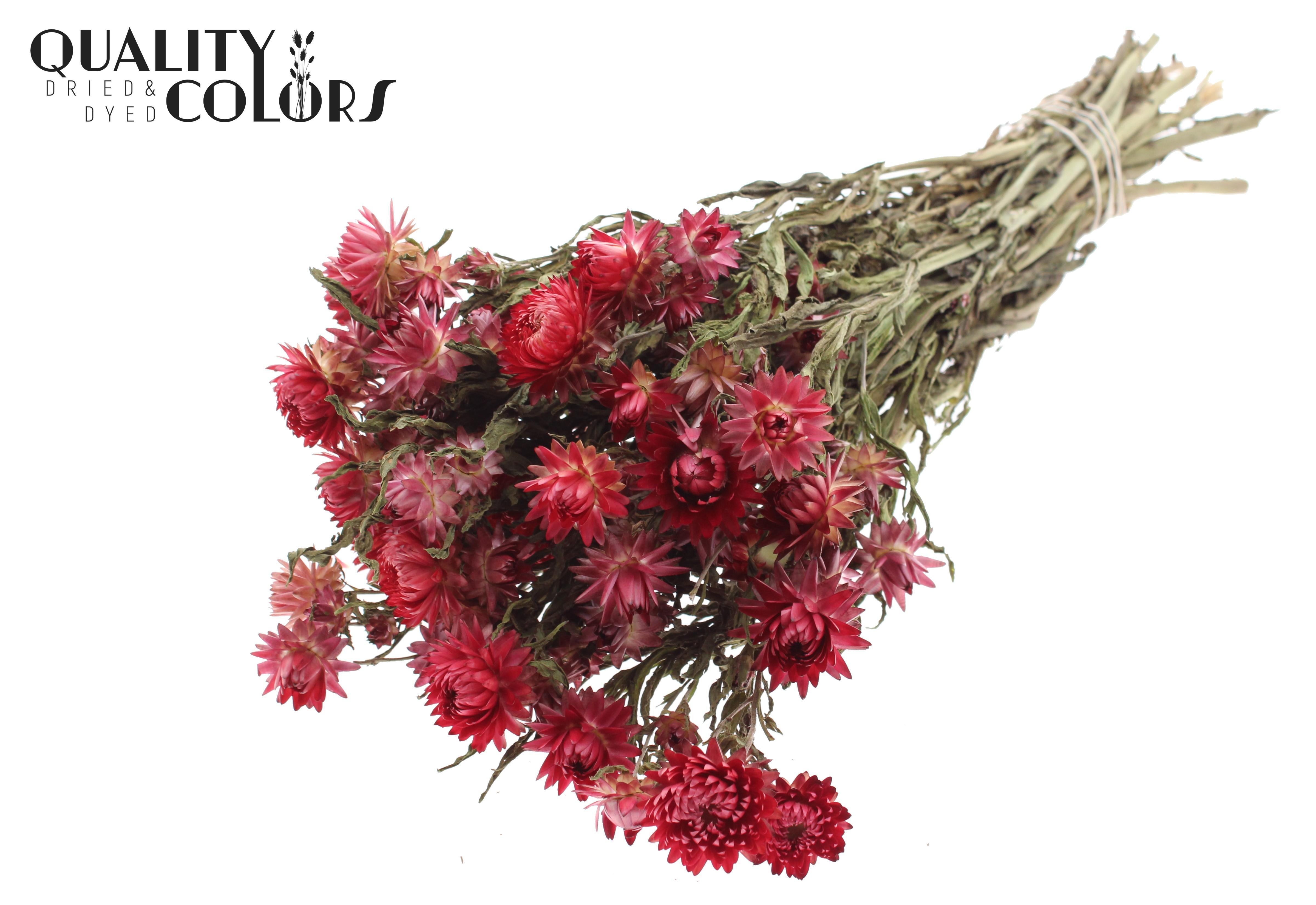 Helichrysum Natural Red Per Bunch 45cm