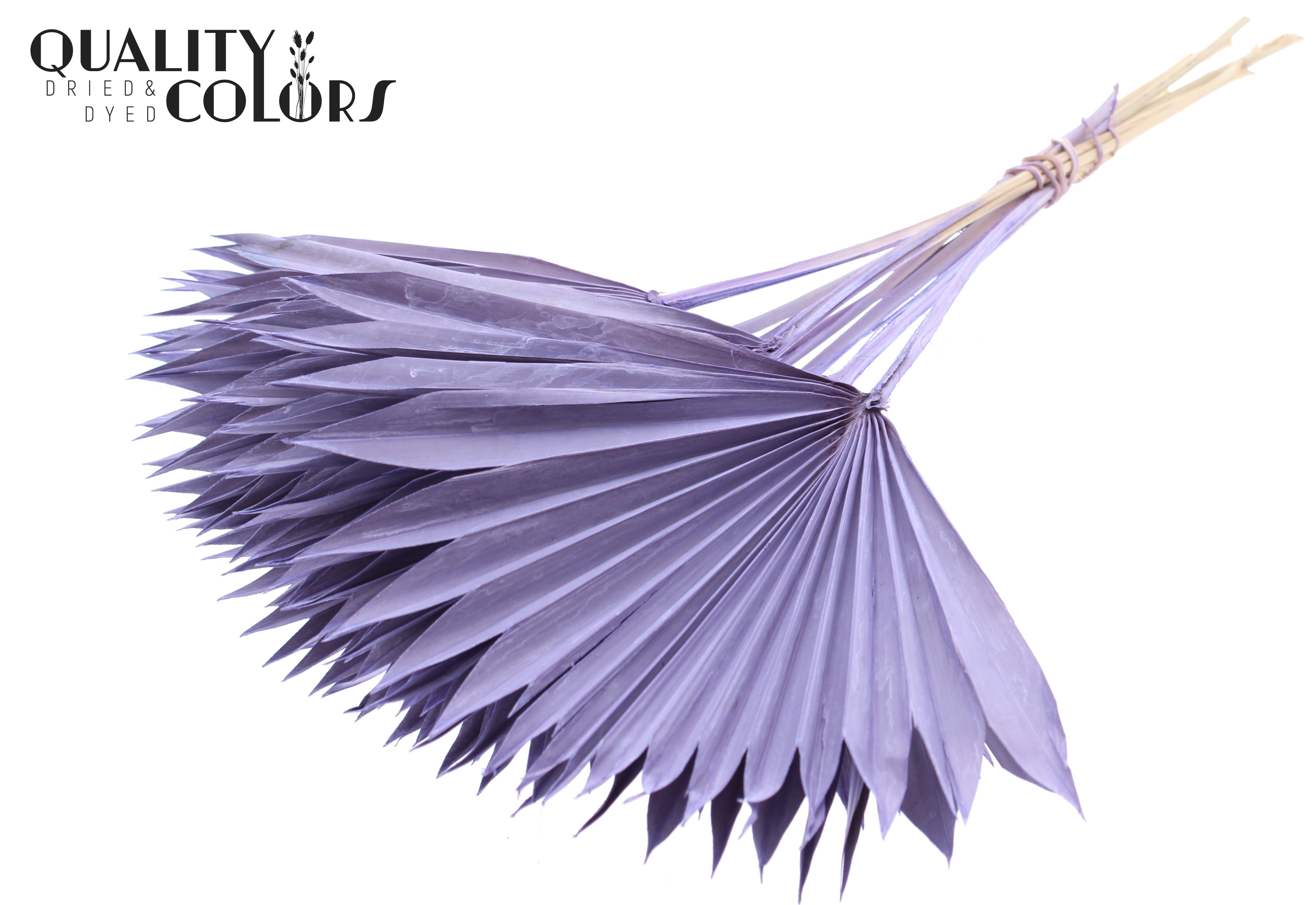 Palm Sun Frosted Milka 50cm