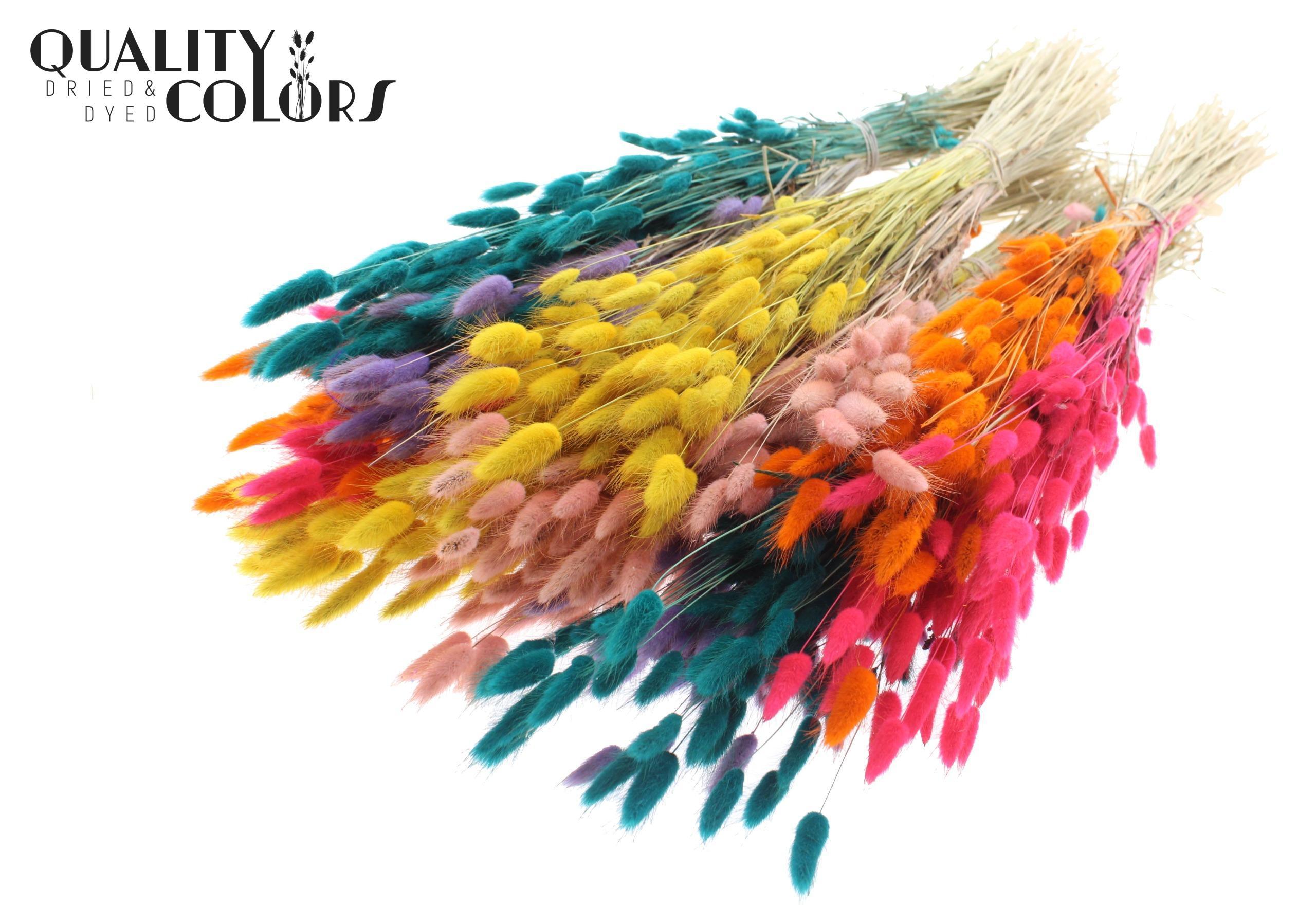 Lagurus Candy Spectrum Per Bunch 70cm