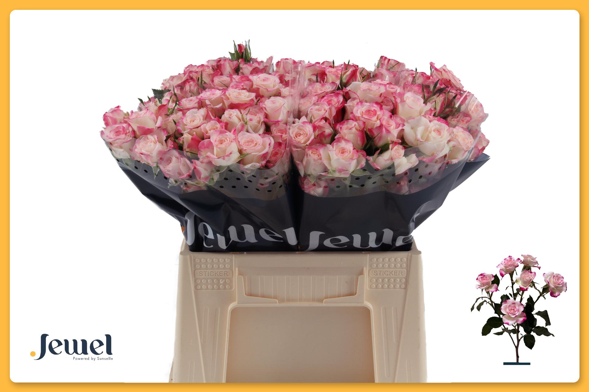 Rosa Spr Reflex 40cm