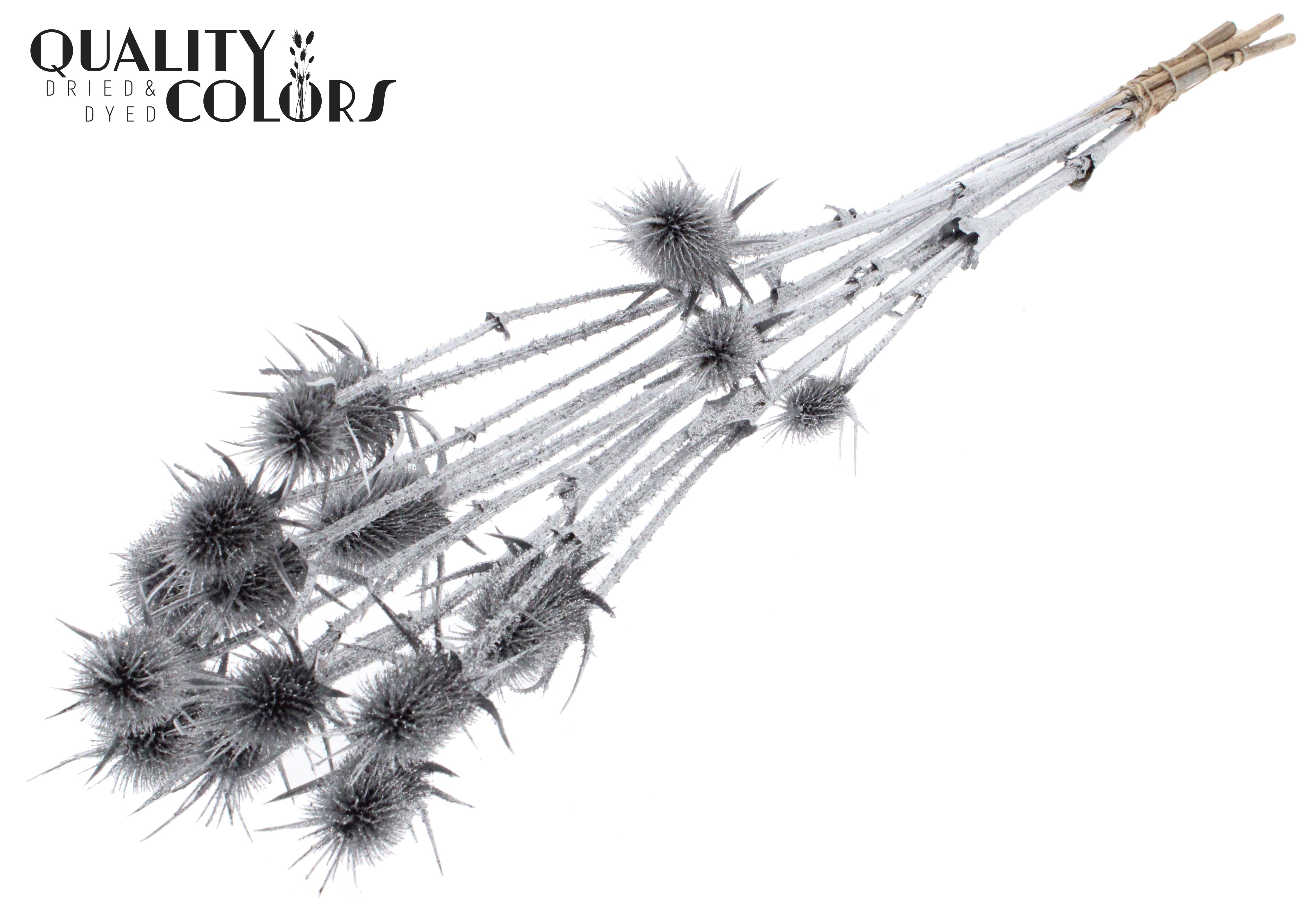 Eryngium Silver + Glitter Per Bunch 70cm