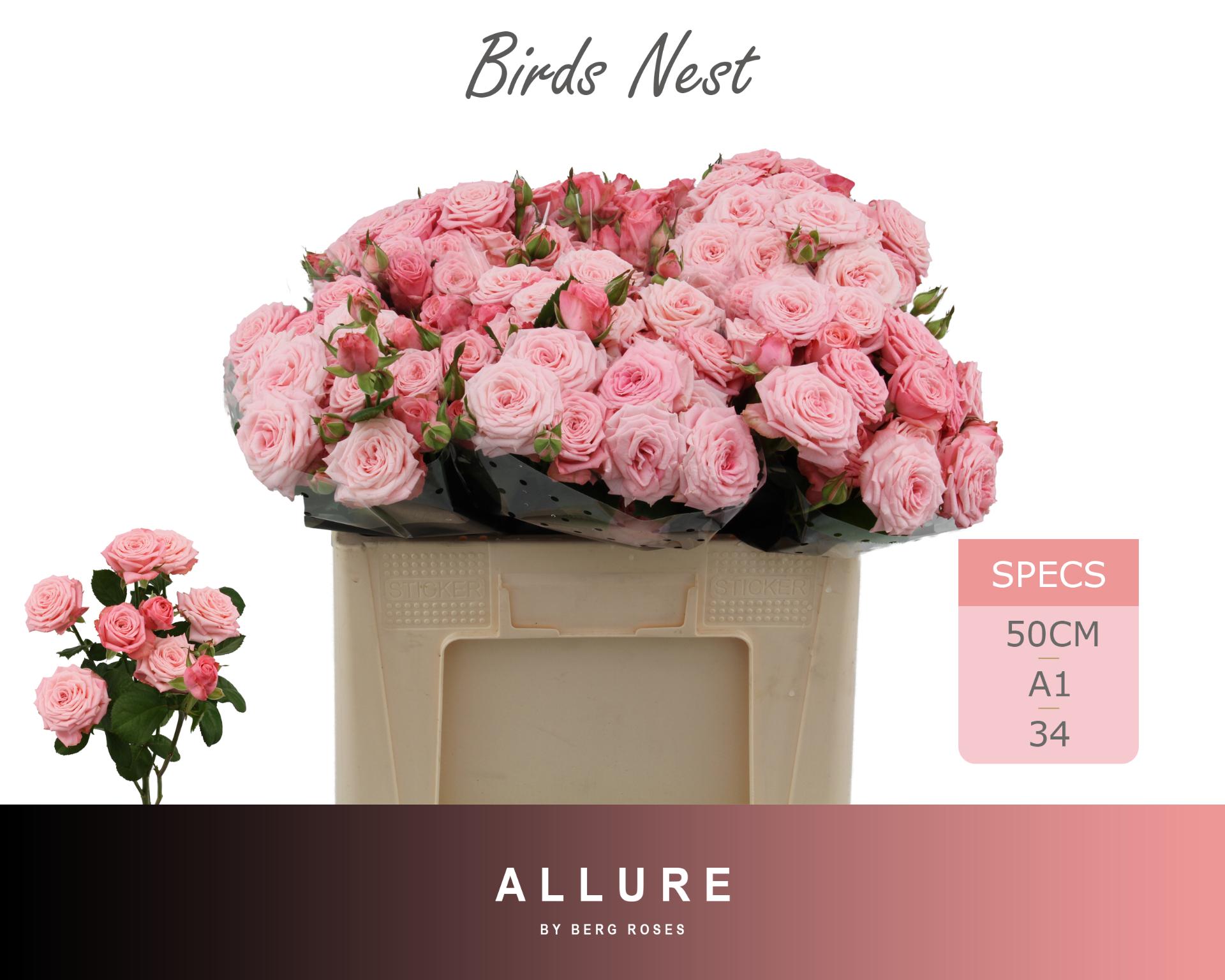 Rosa Spr Birds Nest+ 50cm