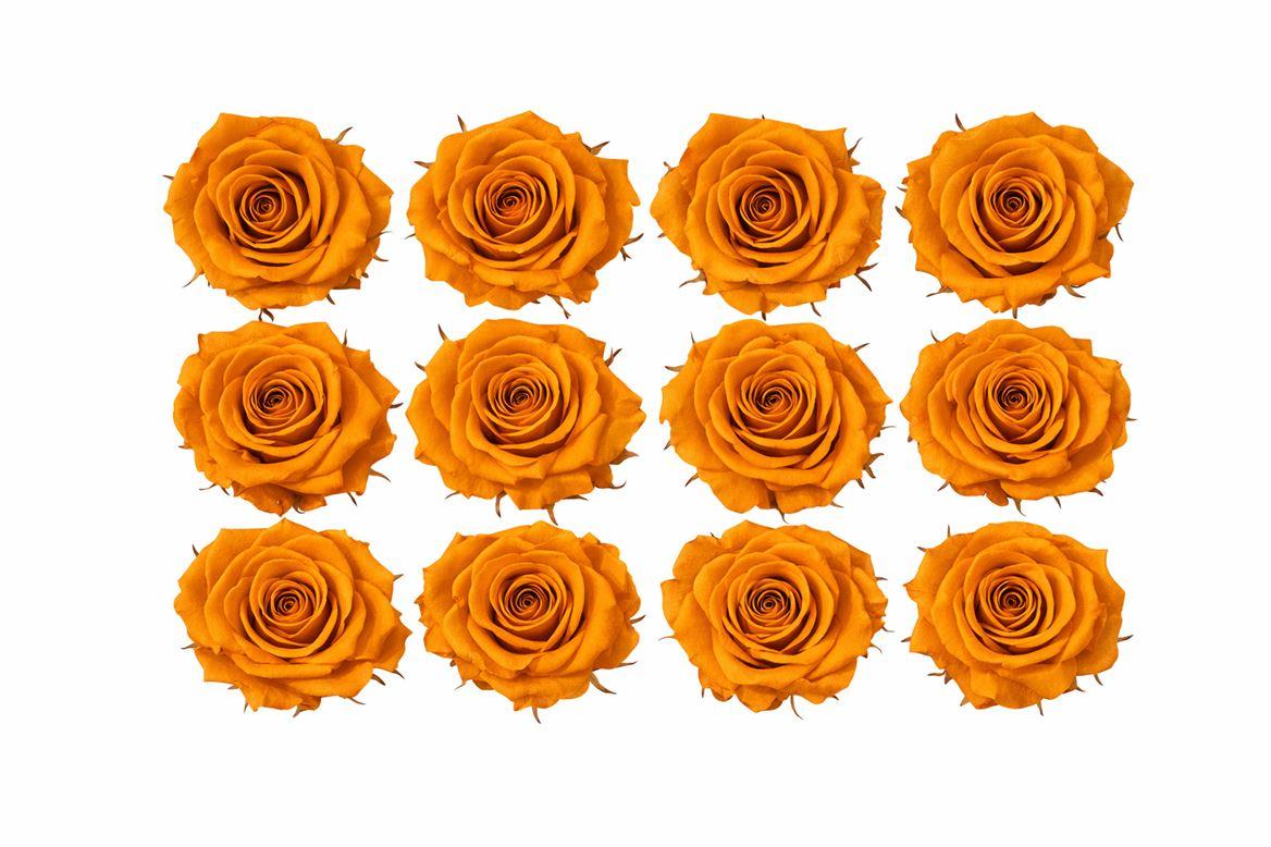 Ro Pres Mini Orange Lime
