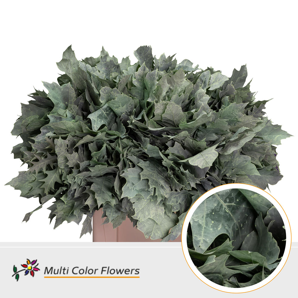 Quercus Rubra Painted Frosted Mint 60cm