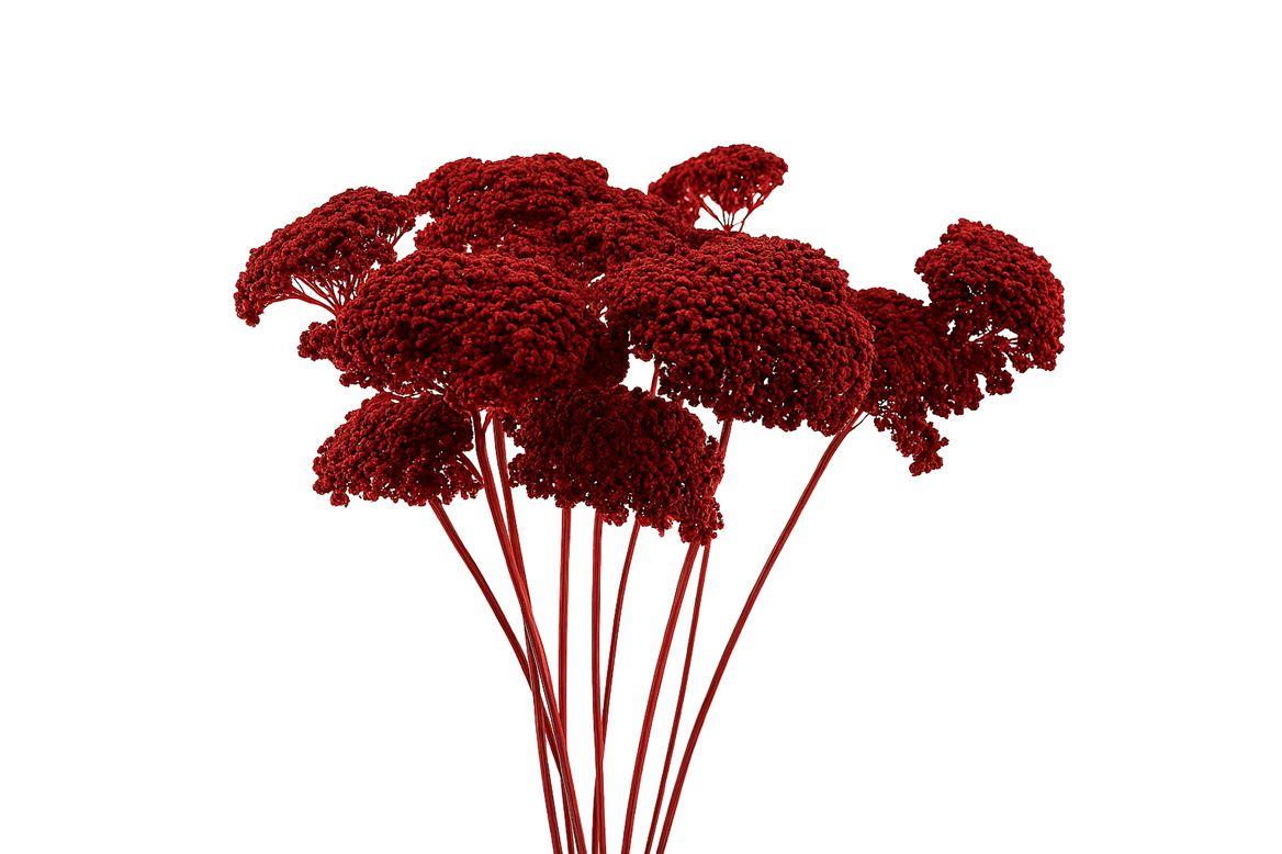 Dried Achillea Red X5 Bunch