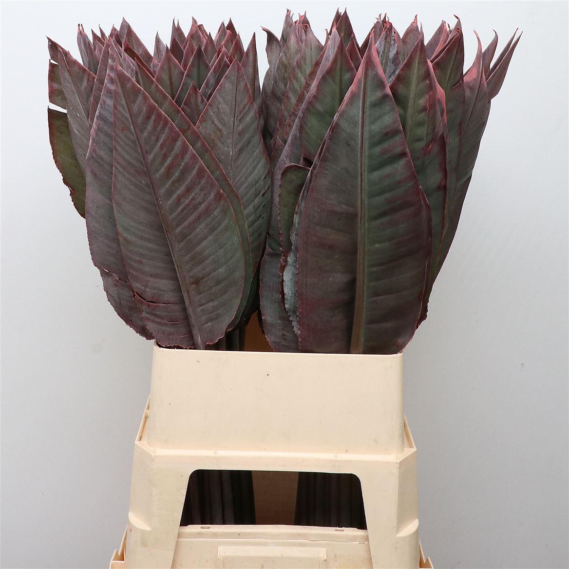 Strelitzia Leafs Red