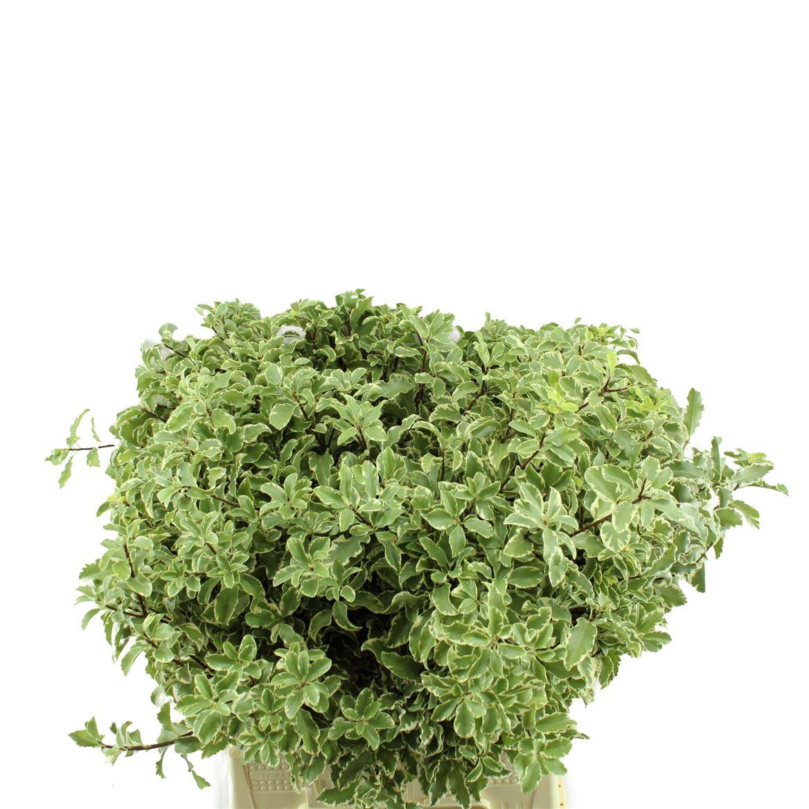 Pittosporum Nigra