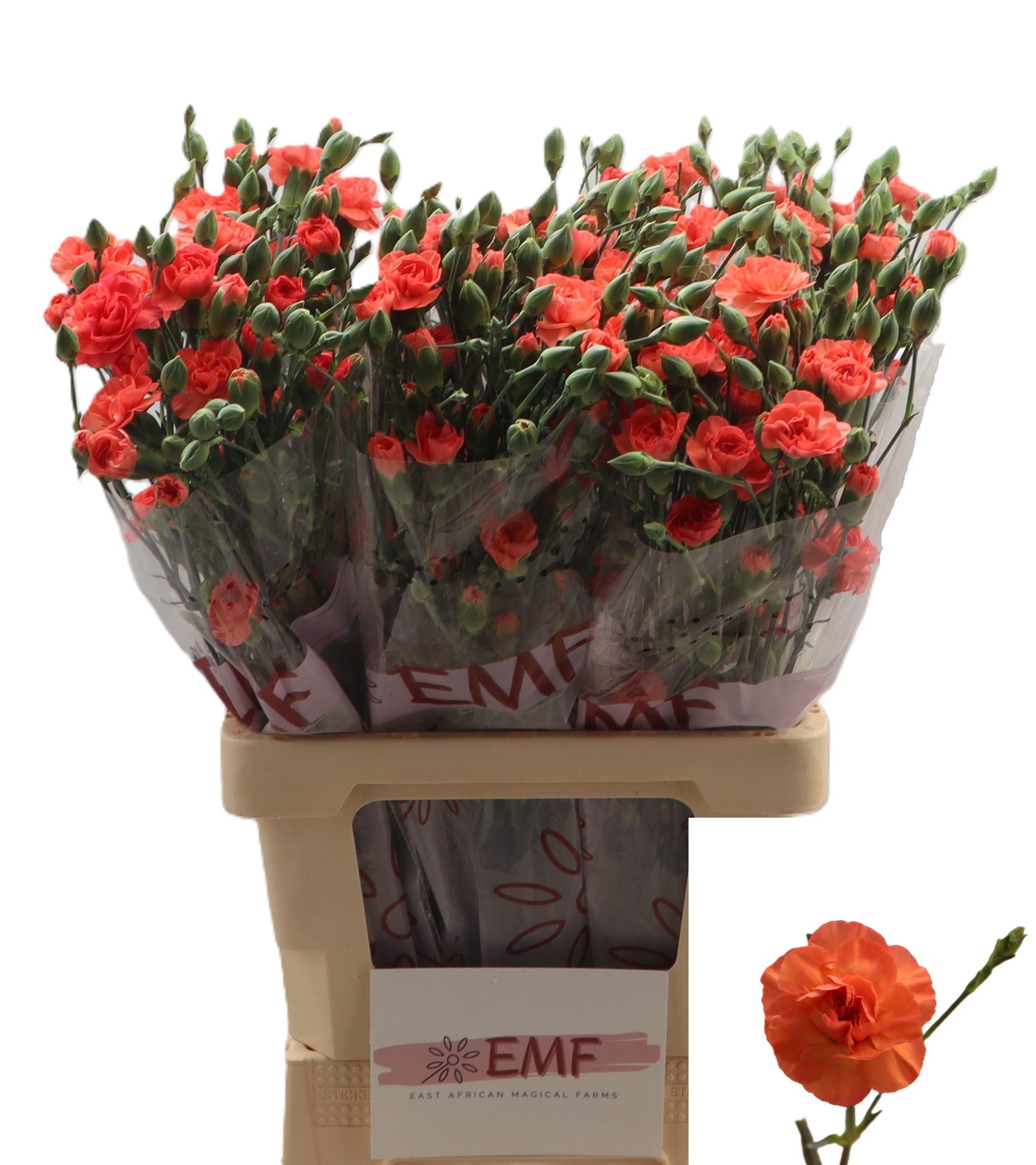 Dianthus Spray Orange Amelie 65cm