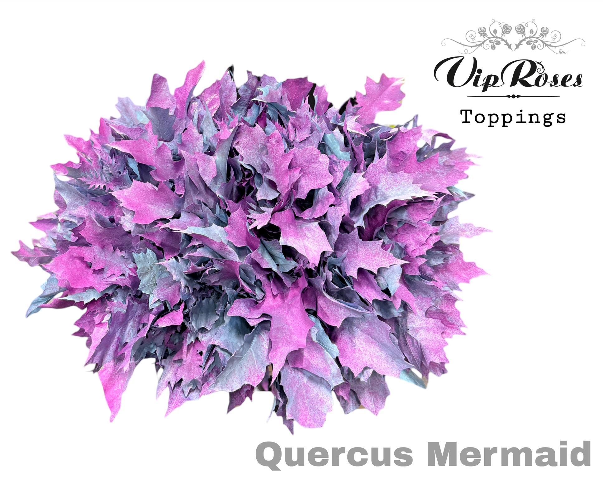Quercus Mermaid 60 cm