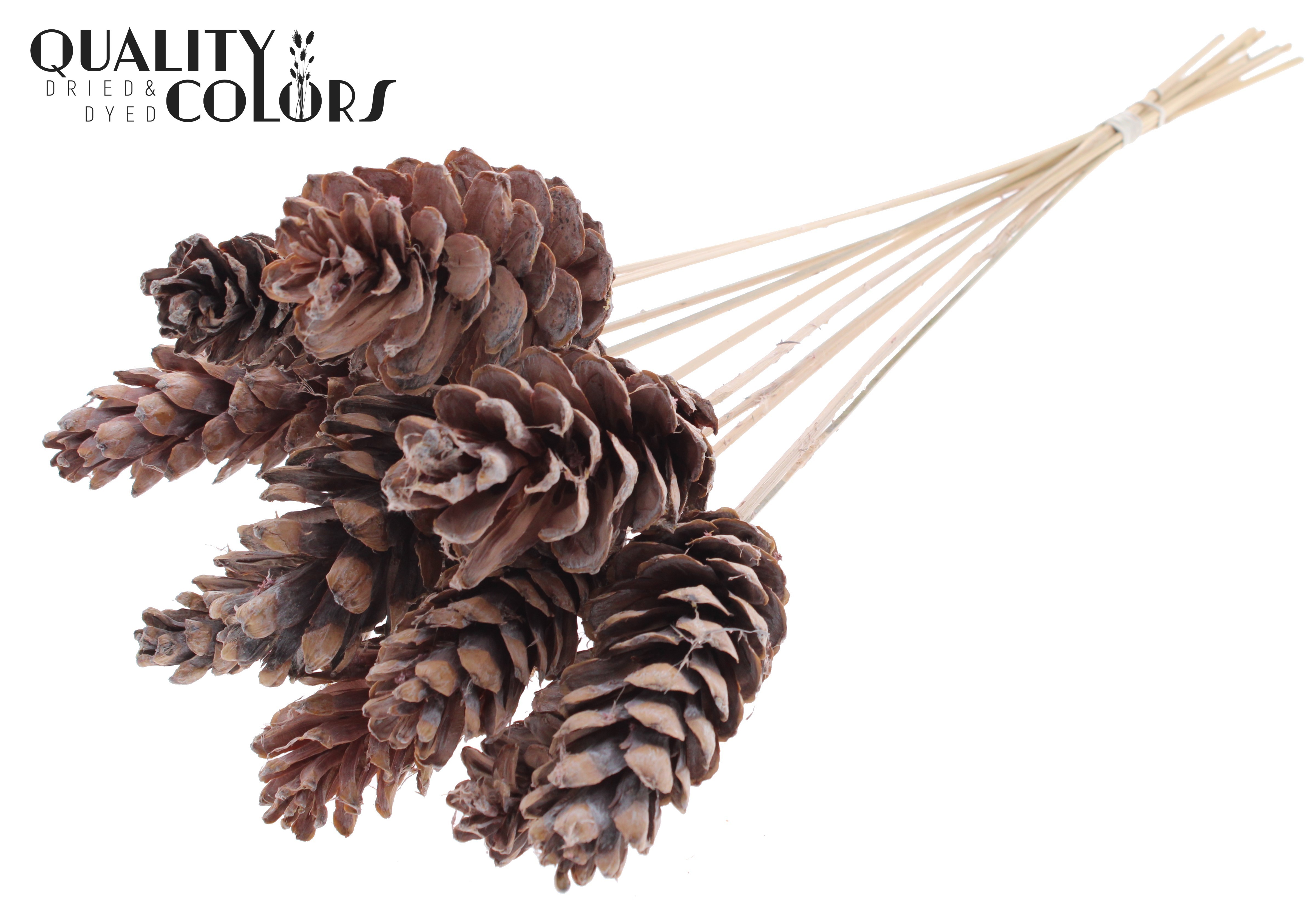 Pinus Strobus Frosted White 50cm