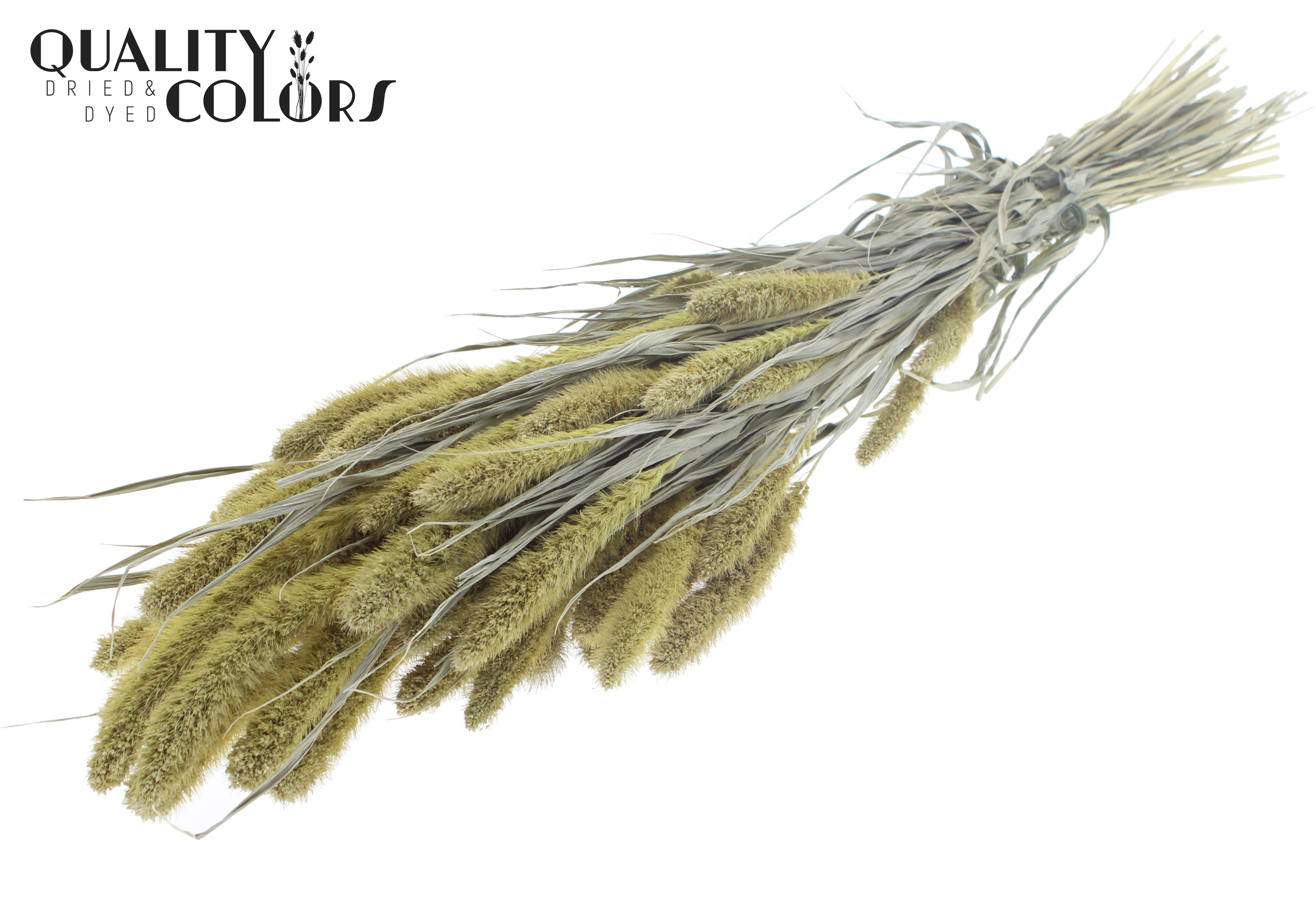 Setaria Frosted Light Yellow Per Bunch 70cm