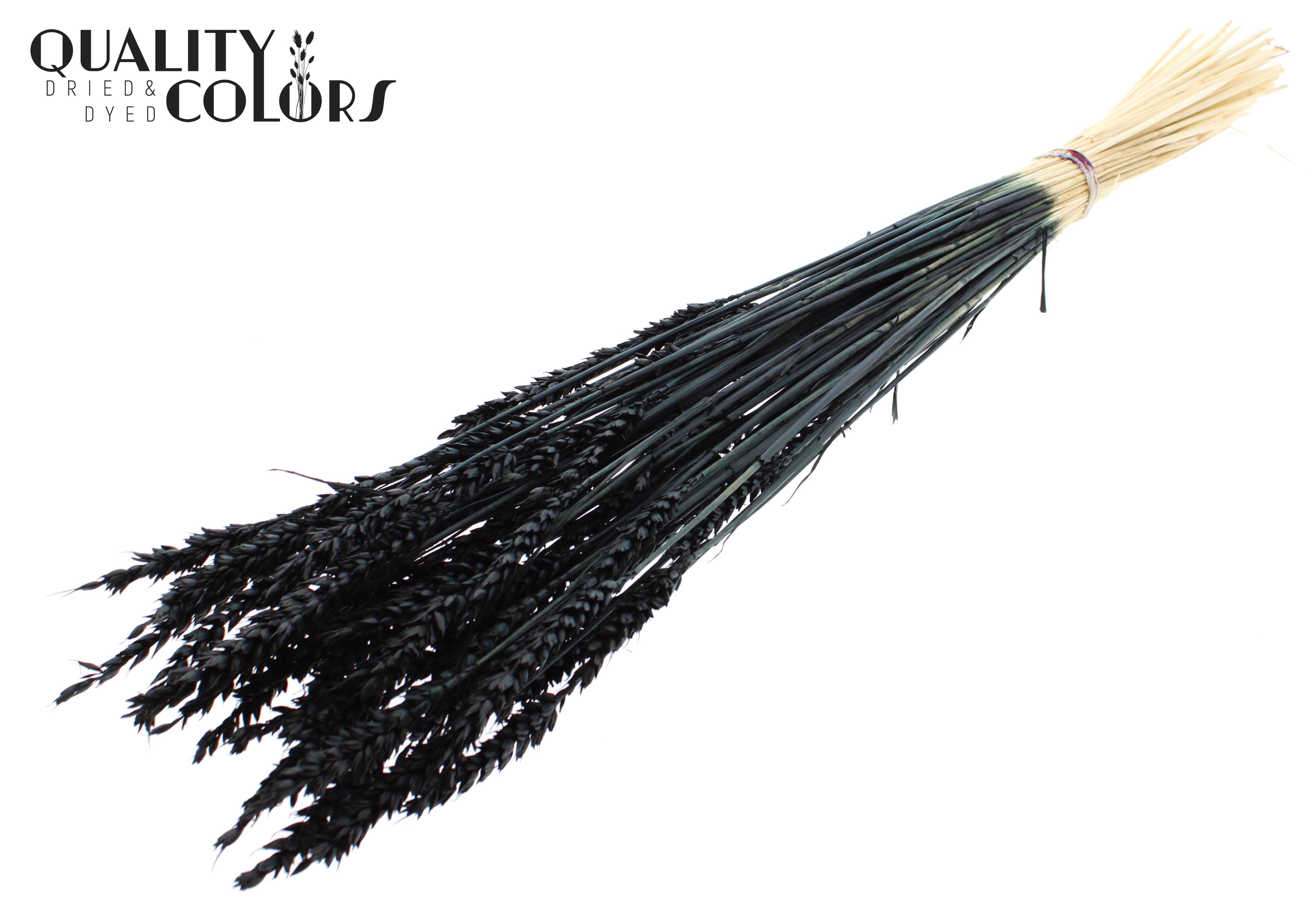 Triticum Intense Black Per Bunch 60cm