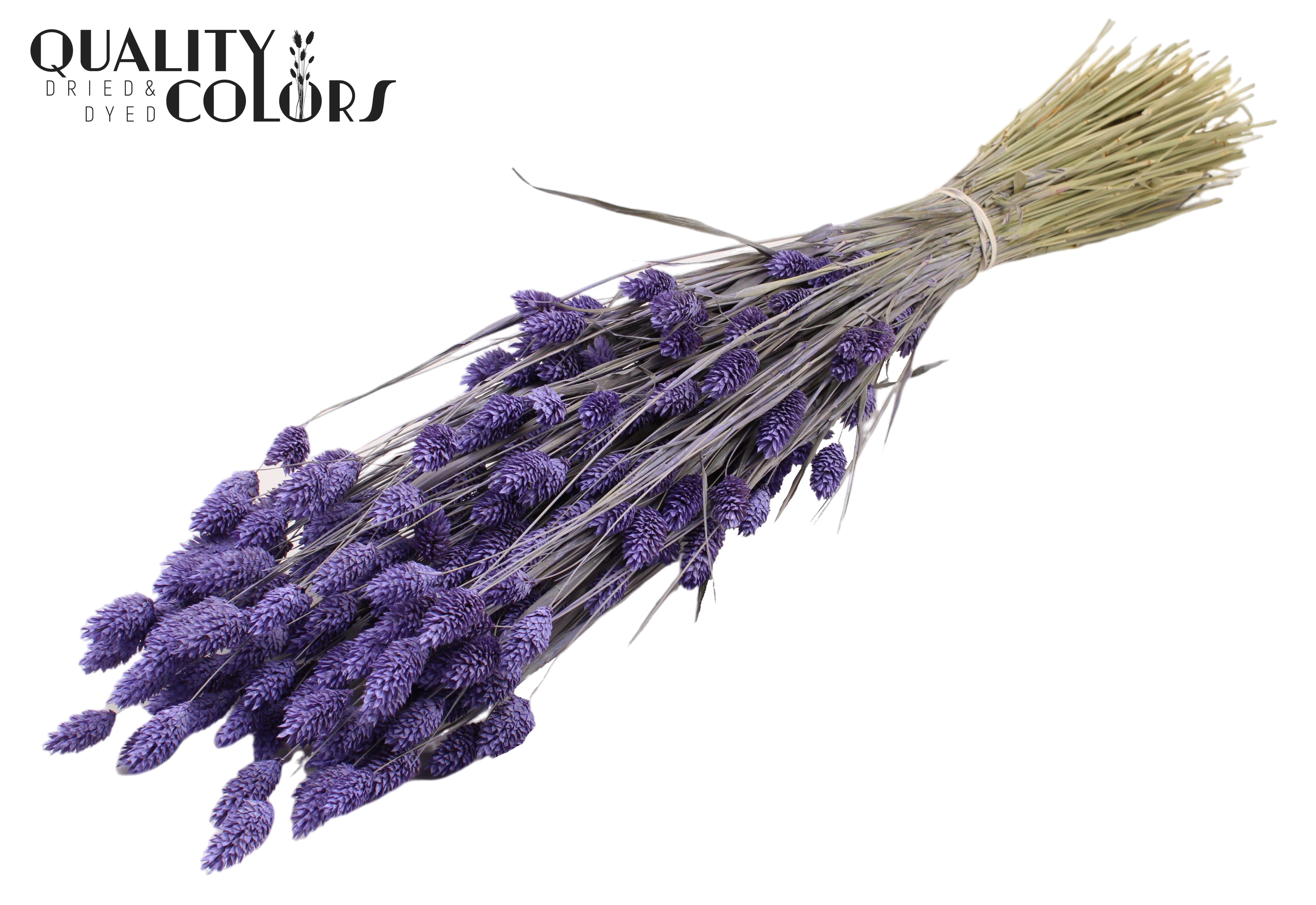 Phalaris Frosted Milka Per Bunch 60cm 220gr.