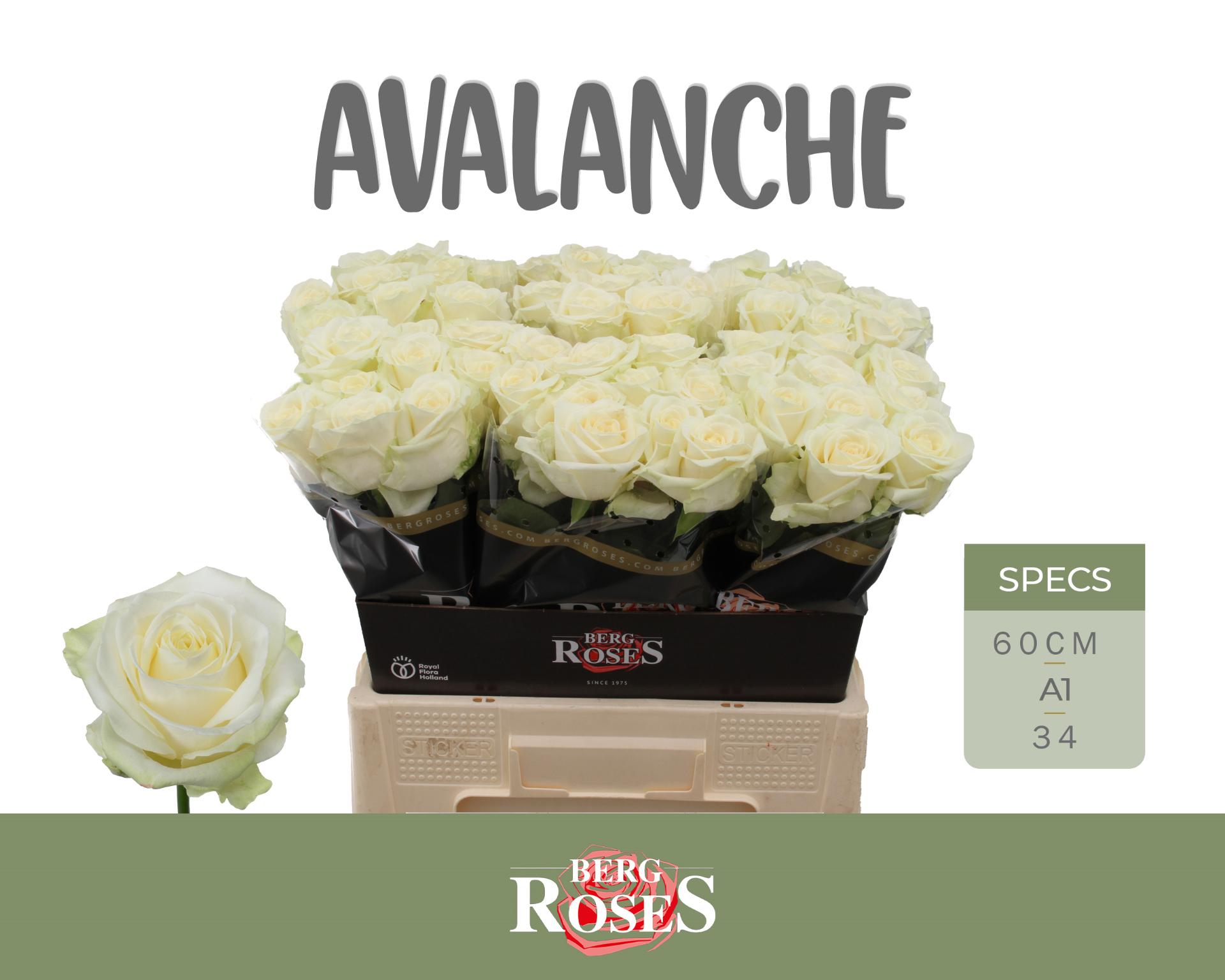 Rosa Avalanche 60cm