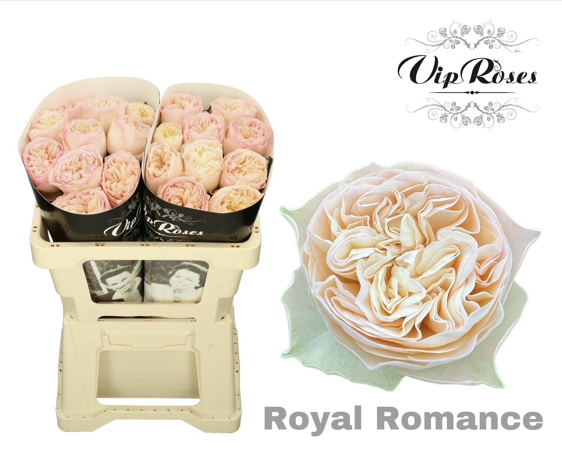 R Gr Royal Romance 50 cm