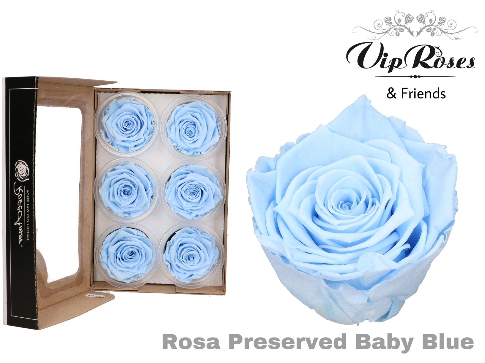 R Preserved Baby Blue 5 cm