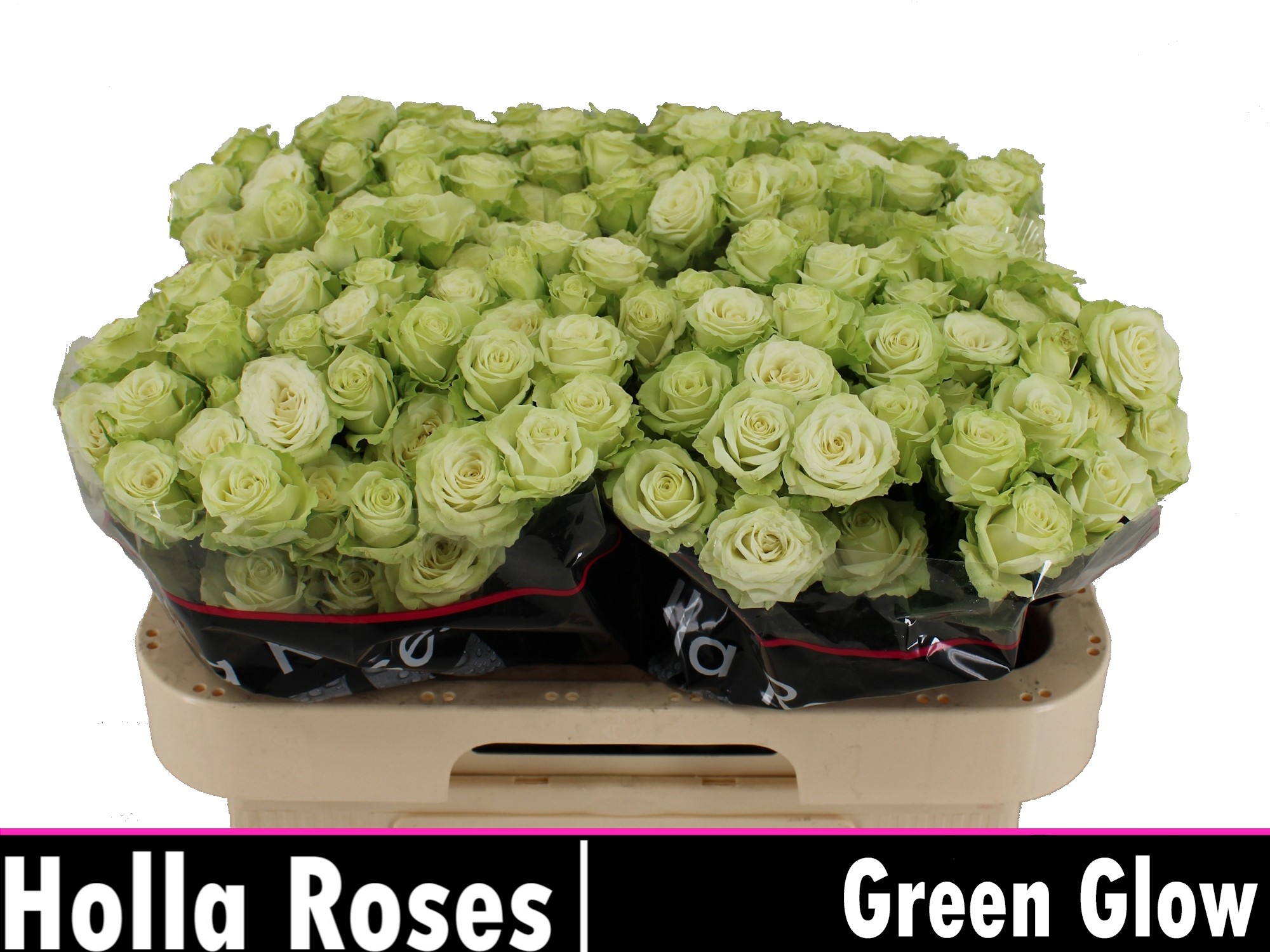 Rosa Spr Green Glow 60cm
