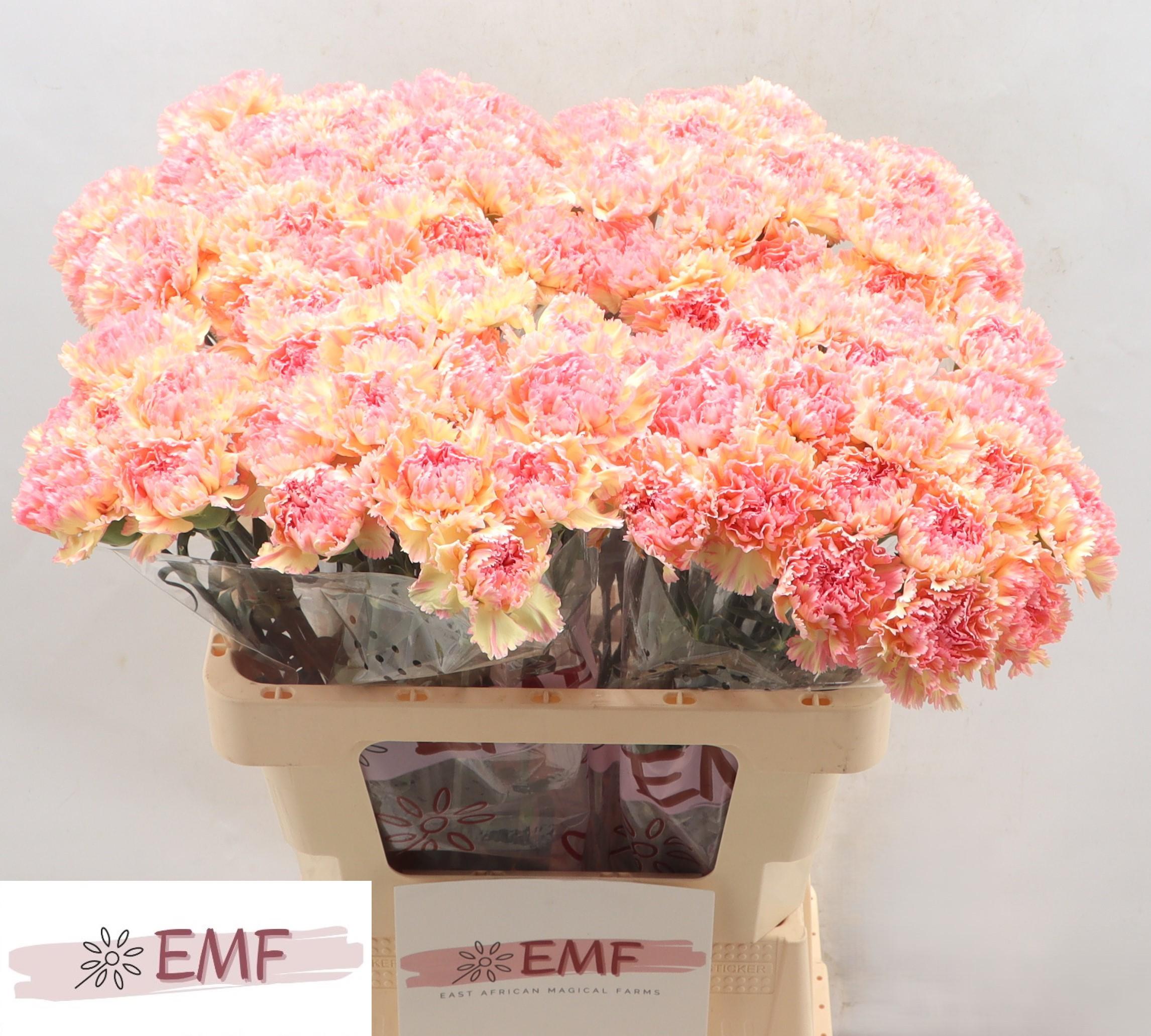 Dianthus Single Activa 60cm
