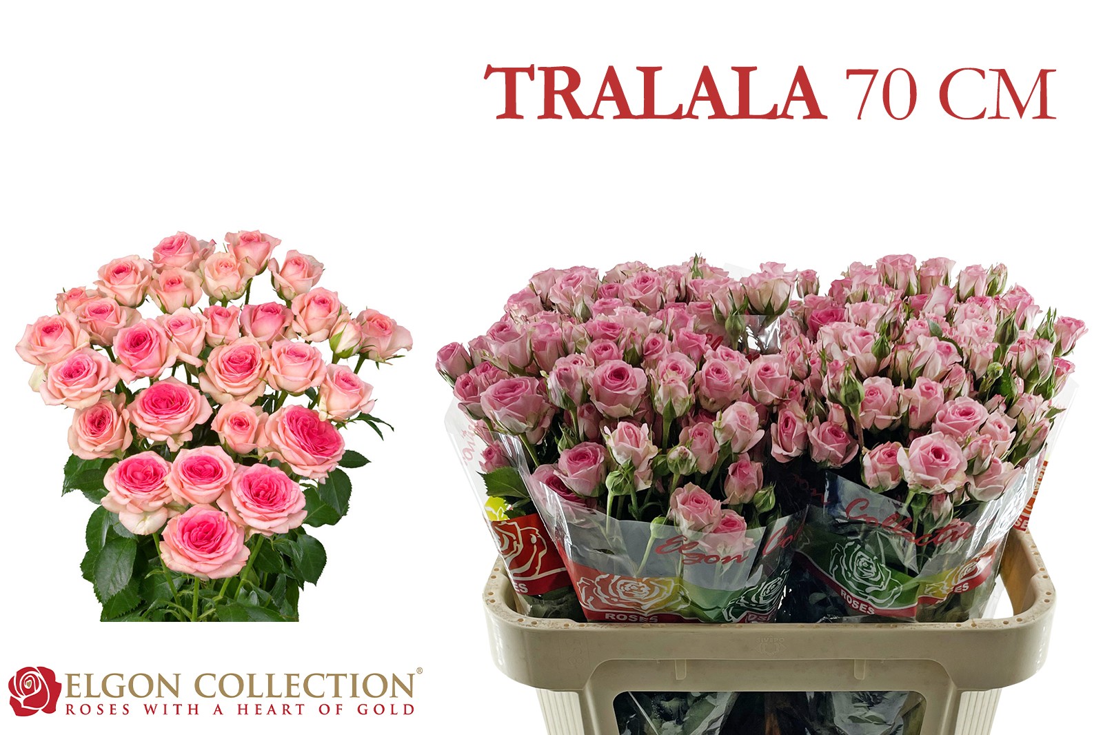 R Tr Tralala