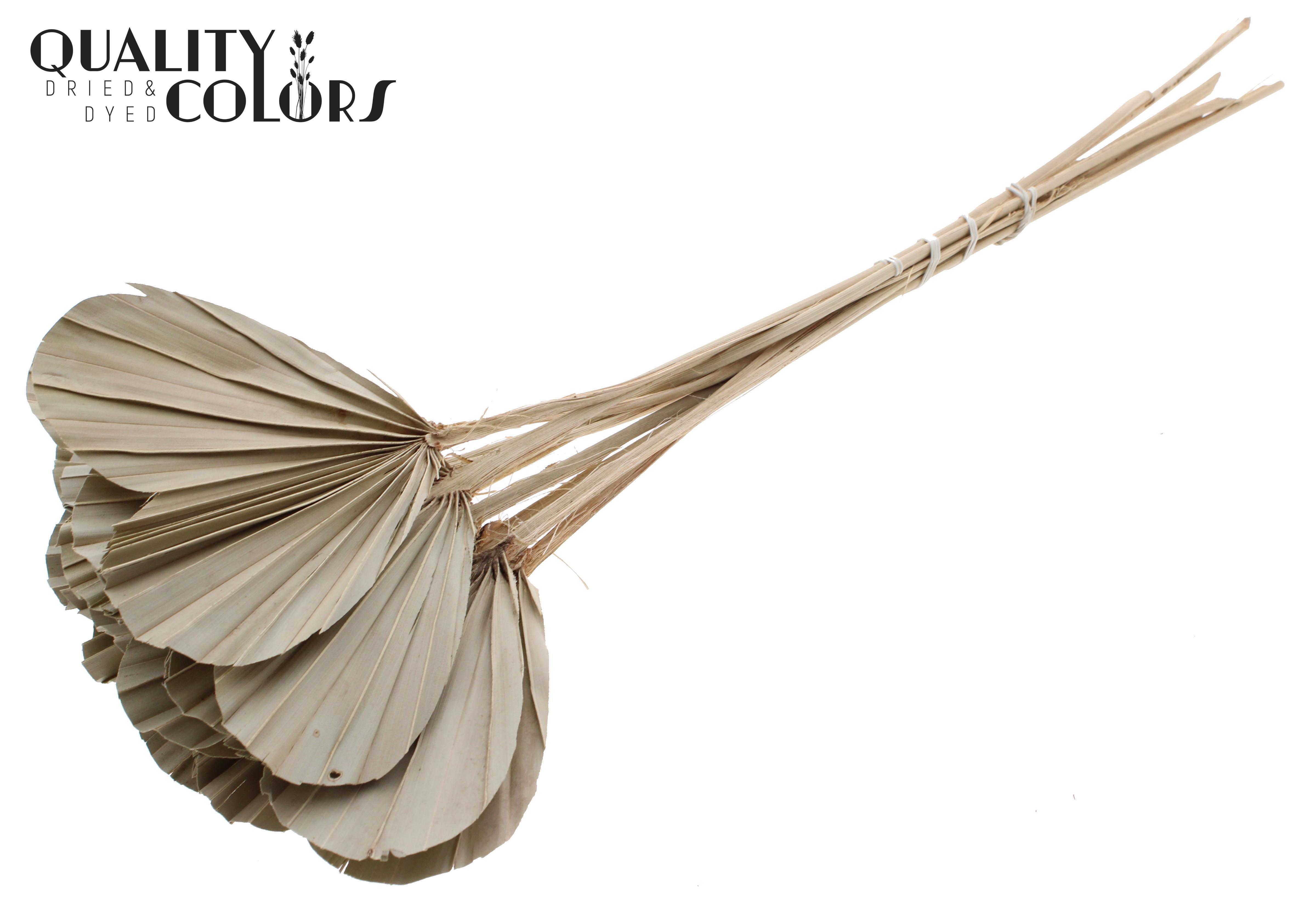 Palm Spear Natural 45cm