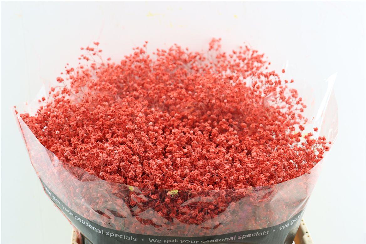 Gyps Grof Coral (dip)