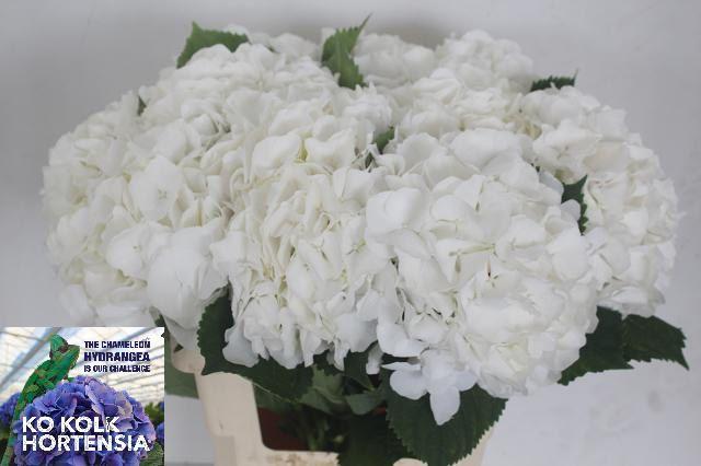 Hydrangea White Verena 60cm 18-20cm Hd