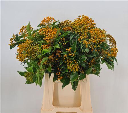 Pittosporum Rhombifolia