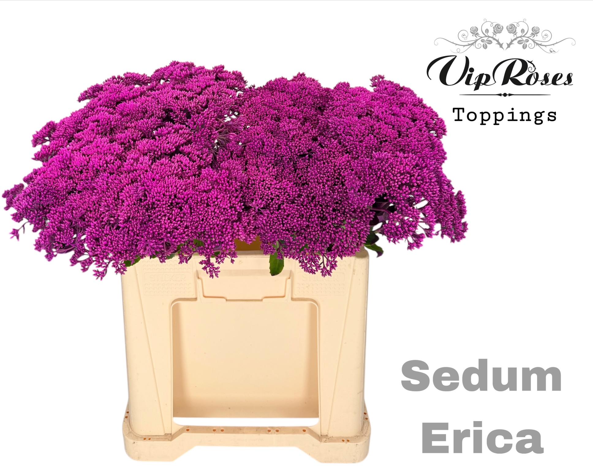 Sedum Erica 55 cm