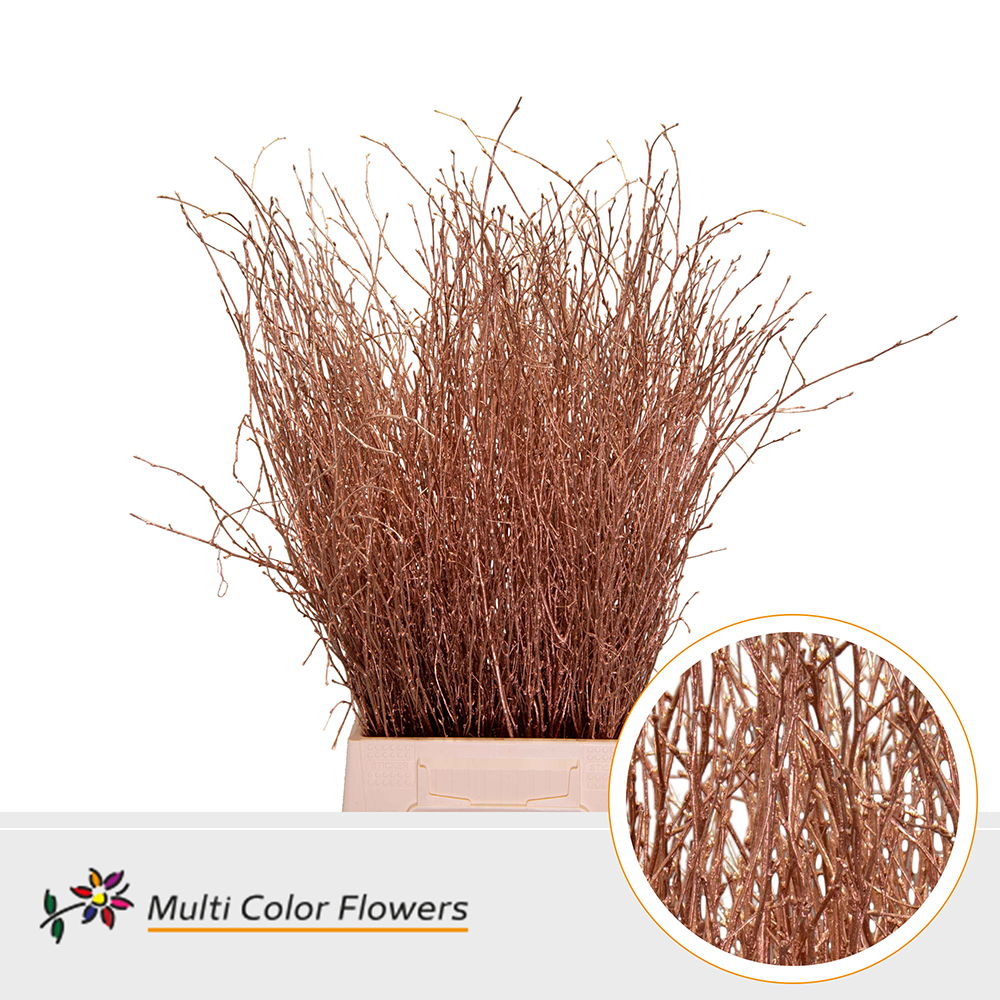 Betula Painted Copper 70cm