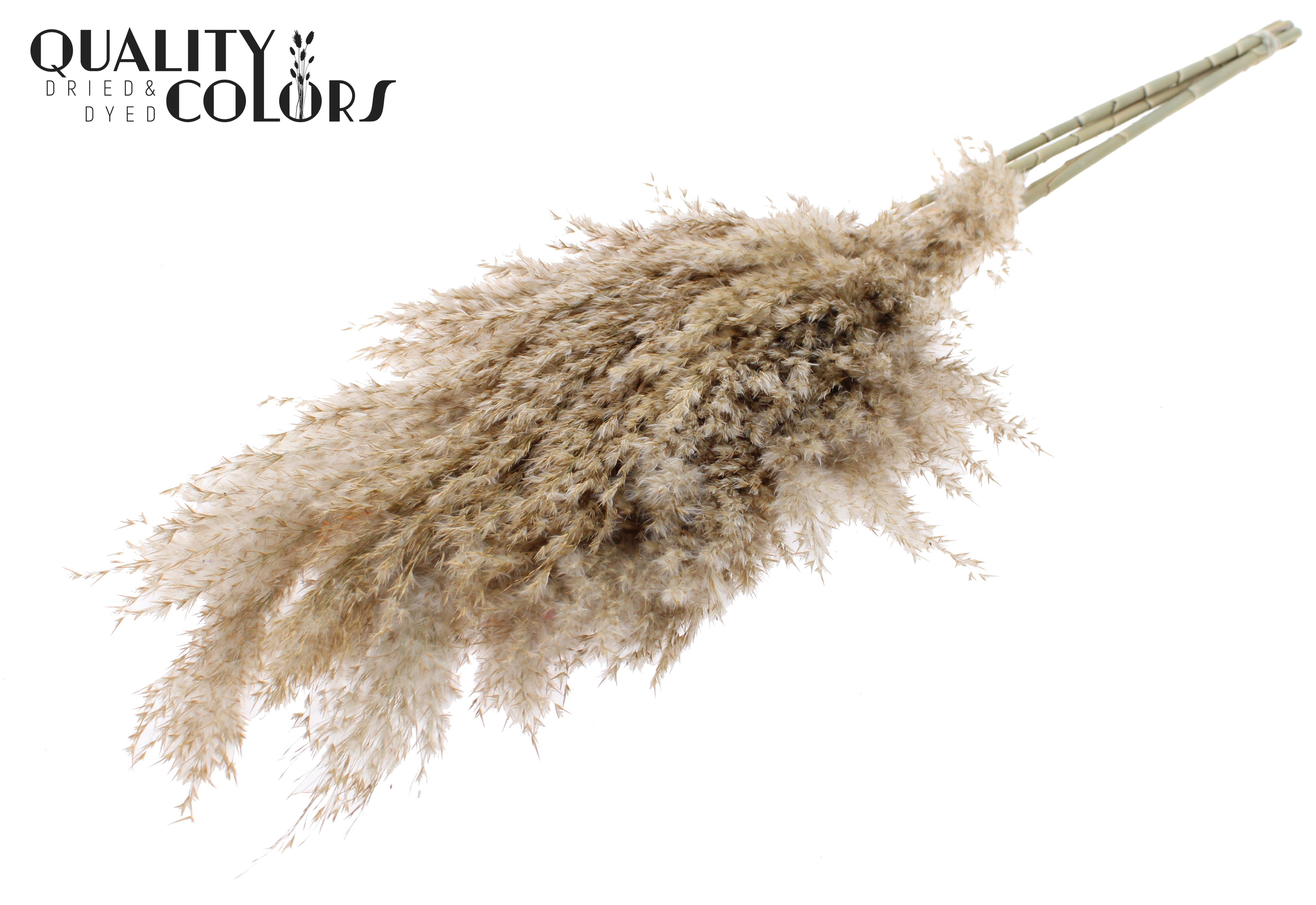 Pampas Grass Natural Per Bunch 70cm