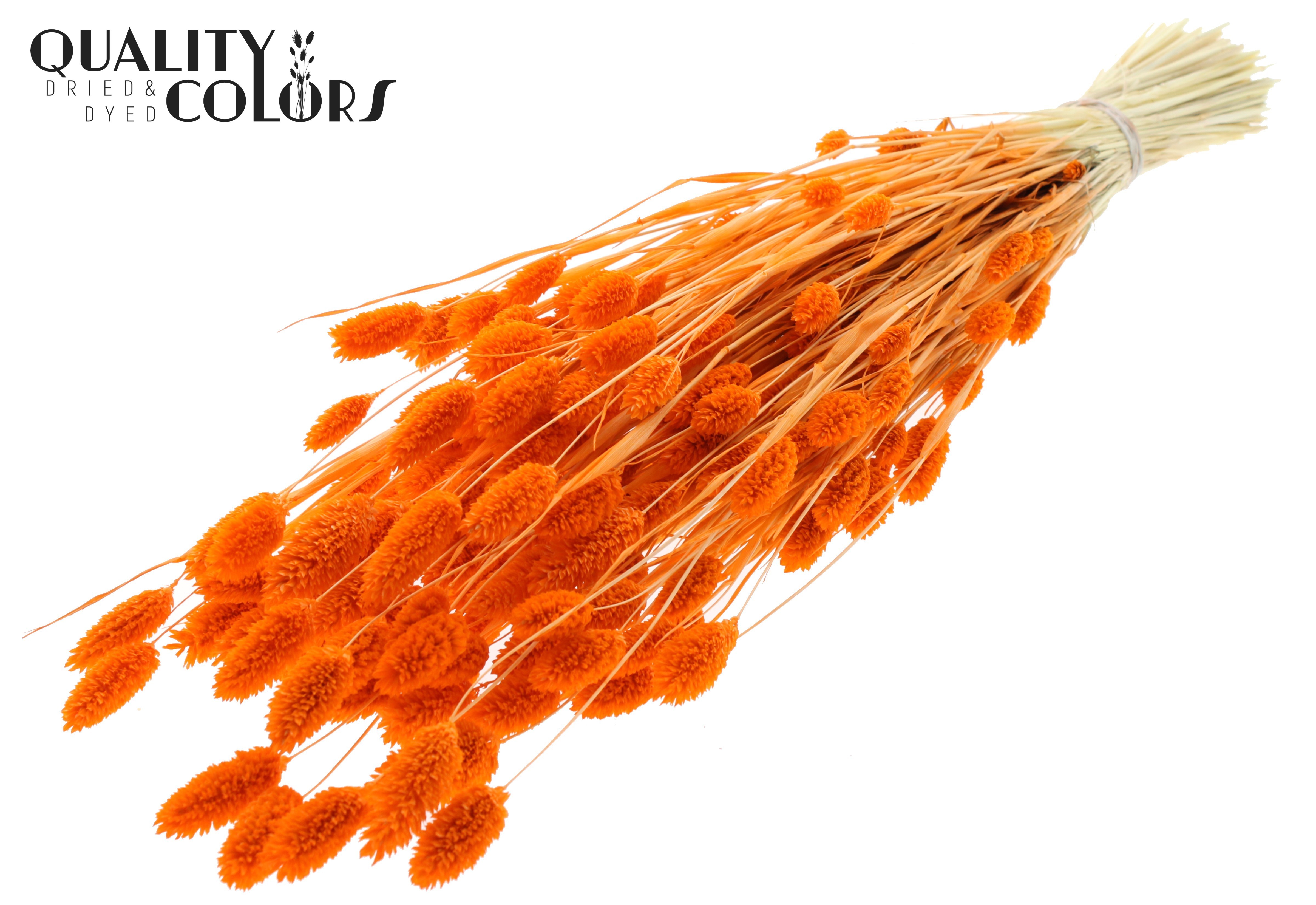 Phalaris Intense Orange Per Bunch 70cm 220gr.