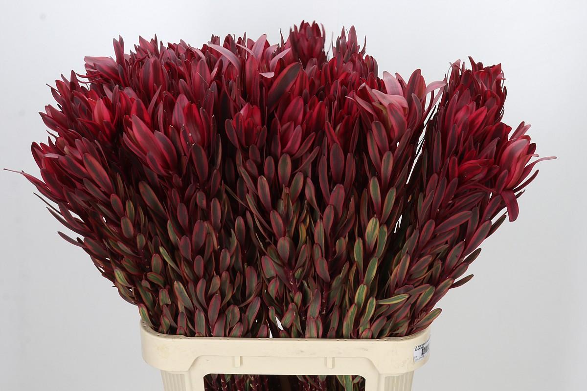 Leucadendron Jester