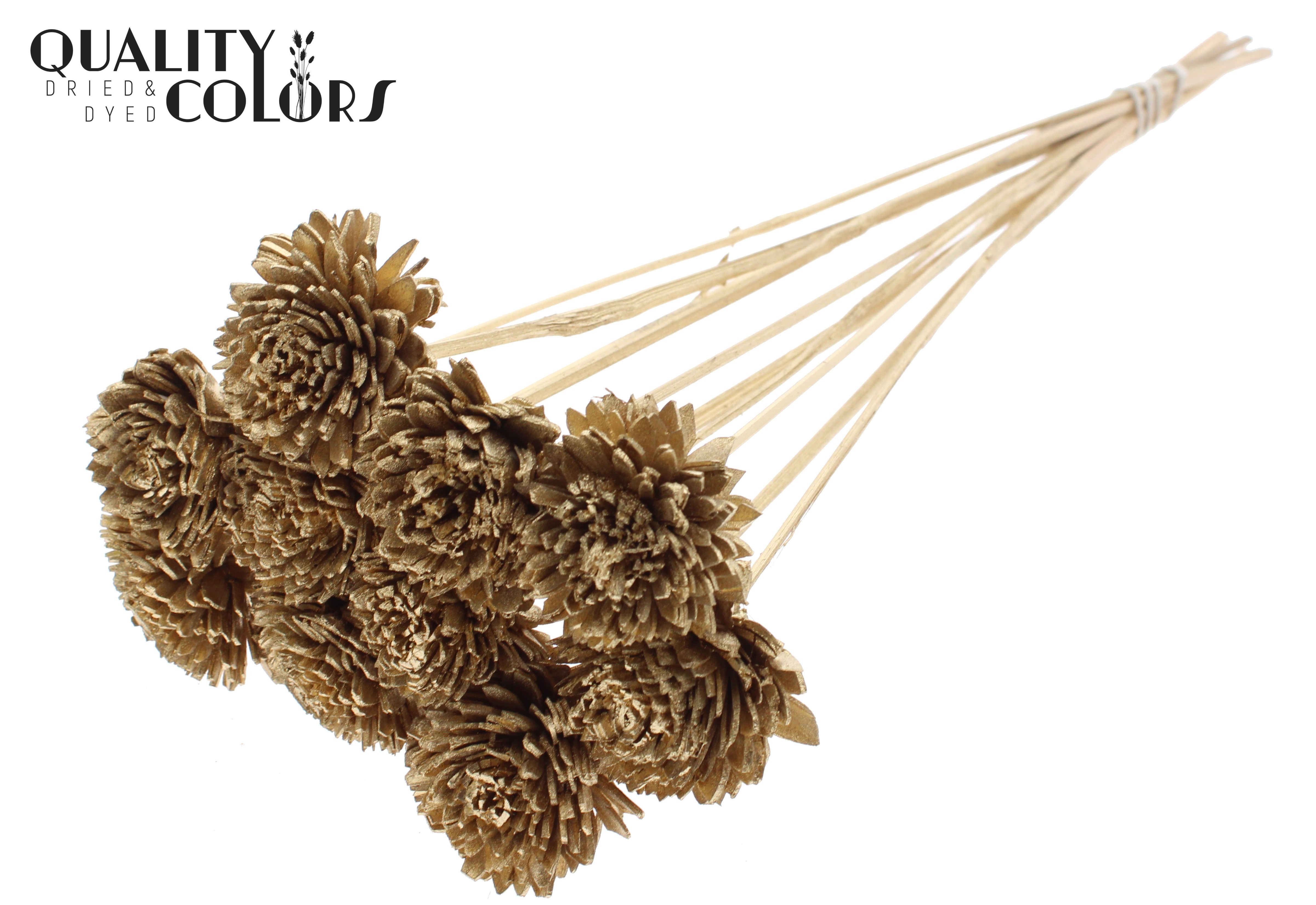 Shola Zinia Antique Gold 50cm