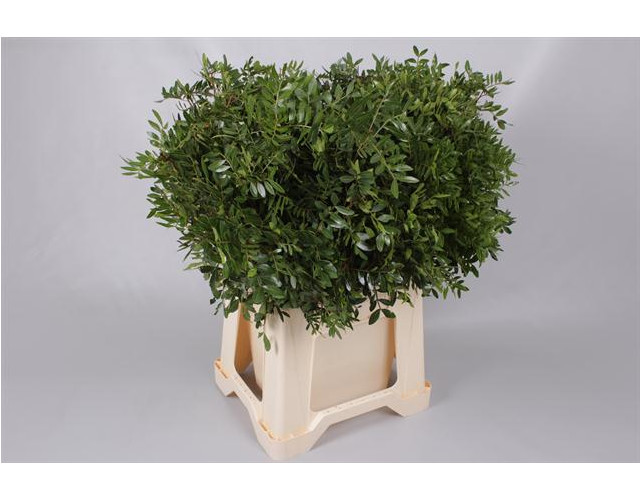 Pistacia 40cm