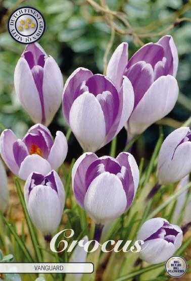 Crocus Vernus Vanguard X10