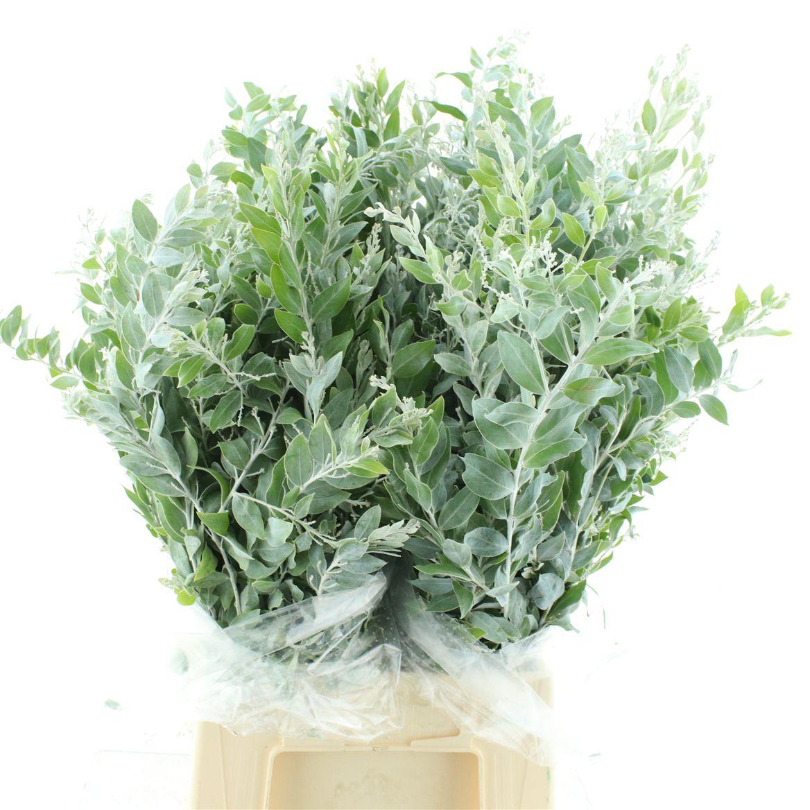 Mimosa Denis Boden P Bos 200 Gram