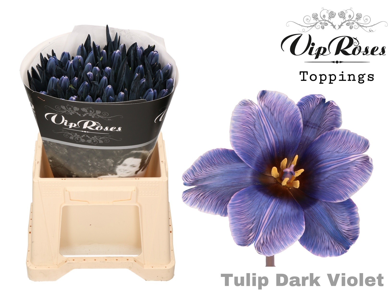 Tu En A Dark Violet 40 cm
