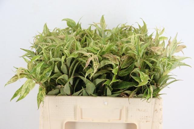 Leucothoe Fontanesiana Rainbow 50cm